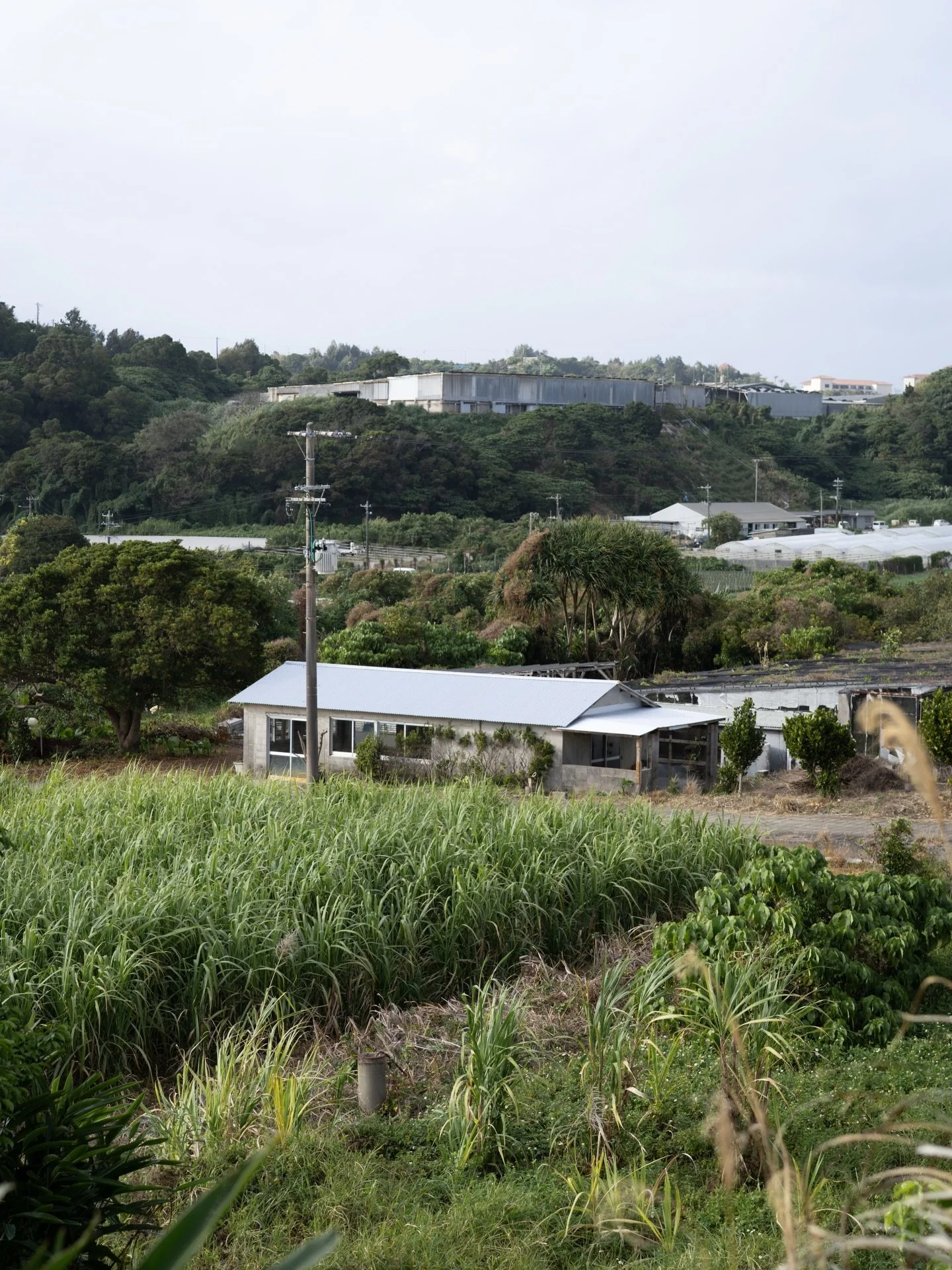 沖縄農園の選花場が、ひとまず形になりました。屋根や内装も、日々の作業の合間に、自分たちの手で少しずつ整えてきたものです。

昨シーズン、軽トラックの荷台で花を選っていた時間を思い返すと、この場所があることが、どこか信じられないようでもあります。ここまで来られたのは、この土地で出会い、関わってくださった方々のおかげです。

これからもう少し時間をかけて整えながら、来シーズンには「FARM STAND OKINAWA」として開けたらと思っています。沖縄で育った花を、沖縄の皆さまの手に届けられるように