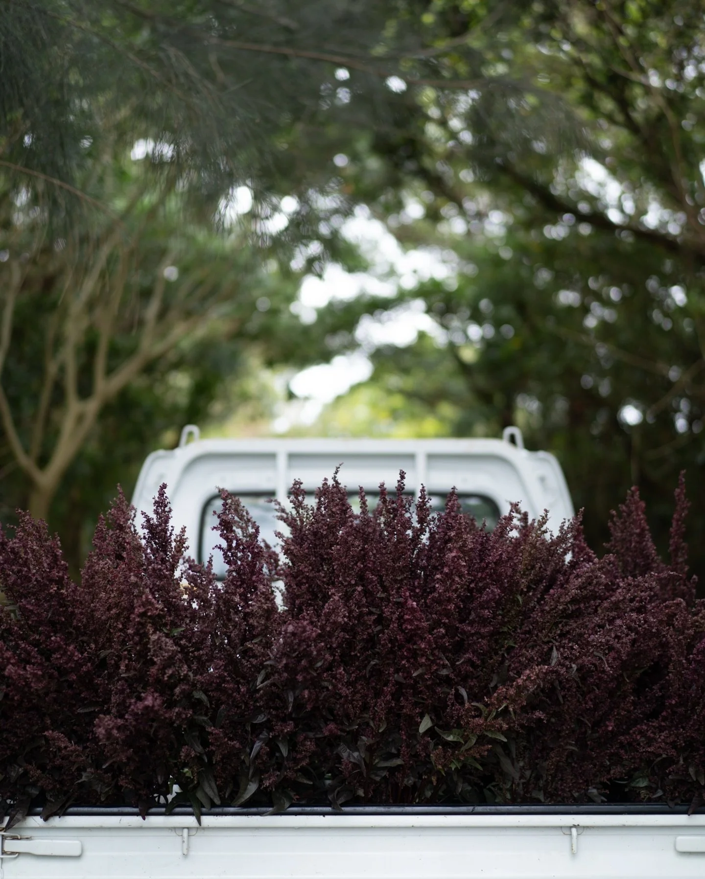 安曇野農園では、スイセンの出荷が始まりました。春の気配が立ち上がるこの頃、沖縄農園は4月10日で今シーズンを終えます。

残された一週間、収穫量はむしろ増えてきました。軽トラのレッドオラッシュに、見送られているような気分です。

#美しい花を美しく育てる
#yariflowerfarm 

#レッドオラッシュ #atriplexhortensis