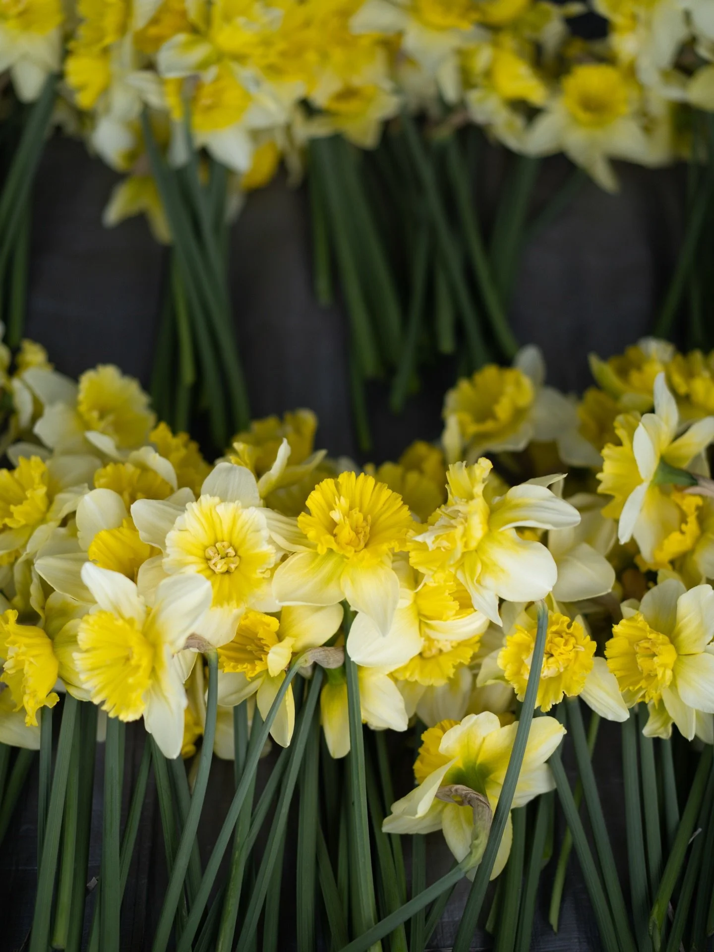 安曇野農園では、スイセンの収穫量が増えてきました。今年は昨年よりも10日ほど季節の進みが早いように感じています。

花で季節を感じられるのが、花農家の仕事。目に見えない時間の積み重なりが、ある朝ふと、形になって現れます。

#美しい花を美しく育てる 
#yariflowerfarm 

#スイセン #水仙 #narcissus