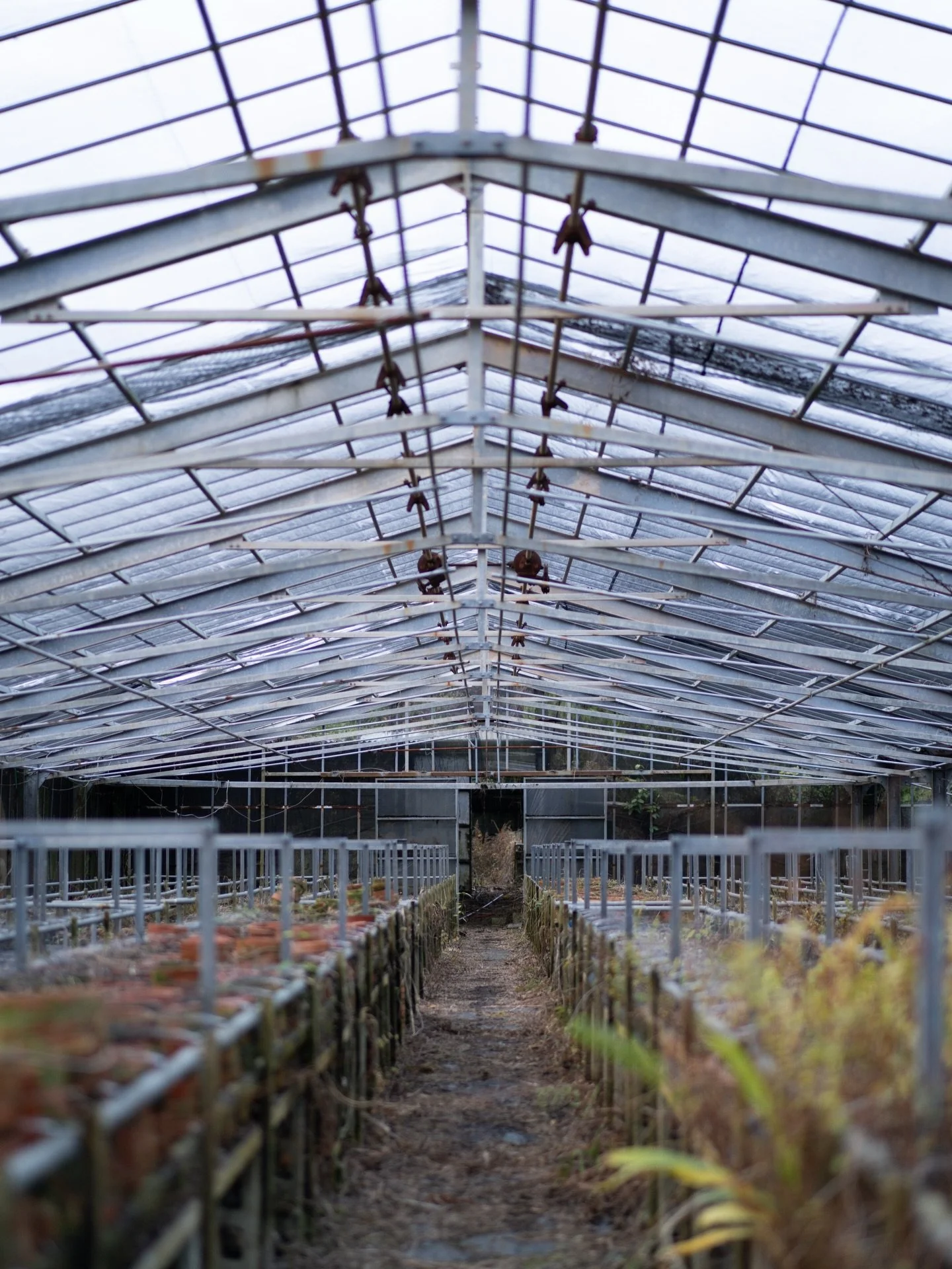 沖縄農園の2シーズン目が終わりました。まだ手探りの連続でしたが、この土地で花を育てる手応えが、少しずつ見えてきました。

今シーズンは選花場に加え、3,500㎡の施設と露地圃場3,000㎡が新たに加わり、作付面積は12,000㎡に広がりました。施設も露地も、この冬に少しずつ手を入れて形にしてきました。その積み重ねは簡単ではありませんが、振り返ると、どこか大切な時間だったように思います。
面積とともに、取り組めることの幅も大きく増えたことが来シーズンの楽しみです。

沖縄農園は周年生産体制を見据え