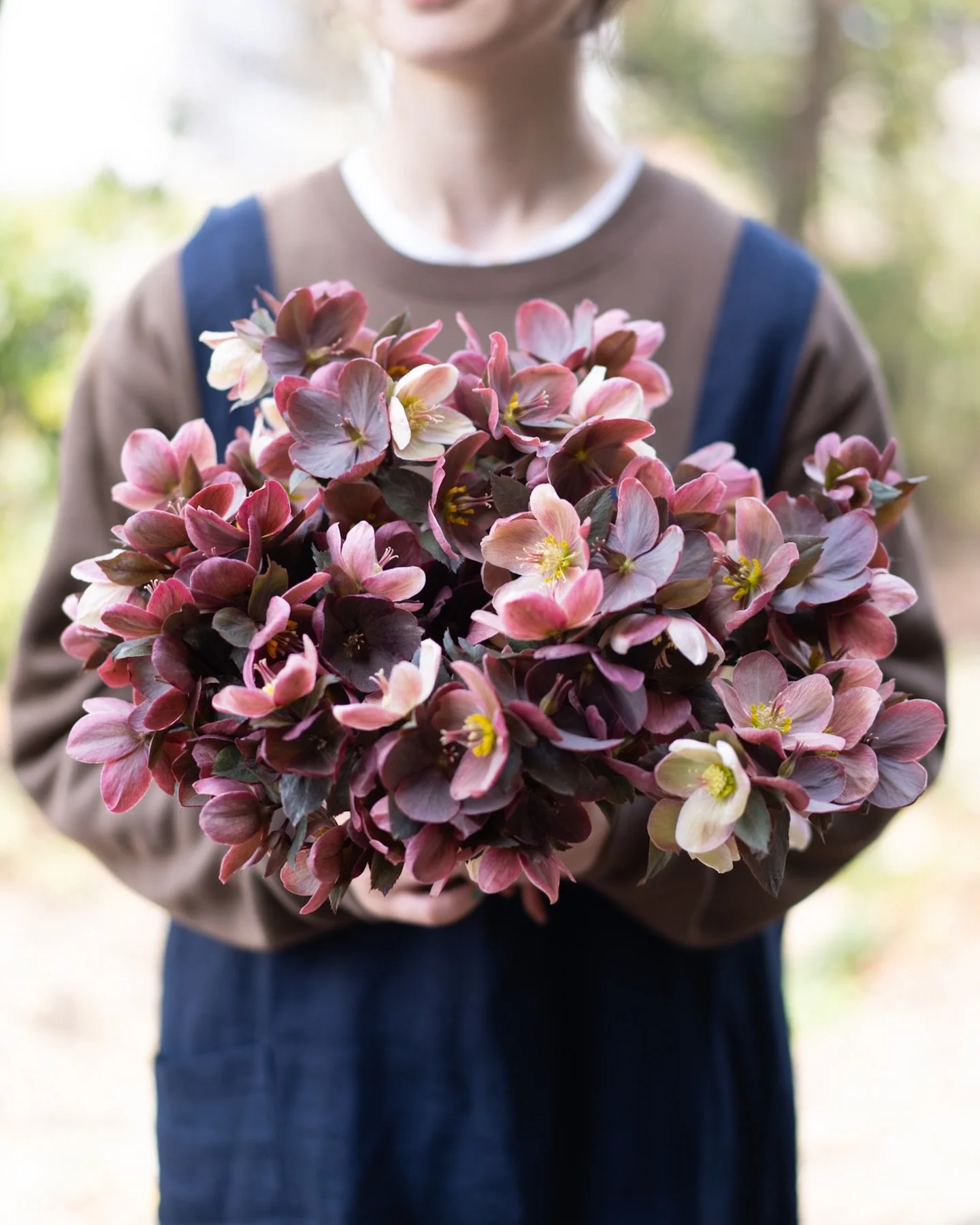 クリスマスローズの収穫が続いています。暖かい日もあれば、まだ肌寒さの残る日もあり、季節が行きつ戻りつしているように感じます。

来週末、東京でのポップアップにもこの花を連れていきます。
自分たちが育てた花を、直接お話ししながらお渡しできる機会は多くありません。今回の時間を、とても楽しみにしています。

トークイベントも、まだお席があります。ゆるやかな時間の中で、お話しできたら嬉しいです。

&mdash;

■TALK EVENT
4月24日（金）
開場 18:30 / トーク 19:00&nd