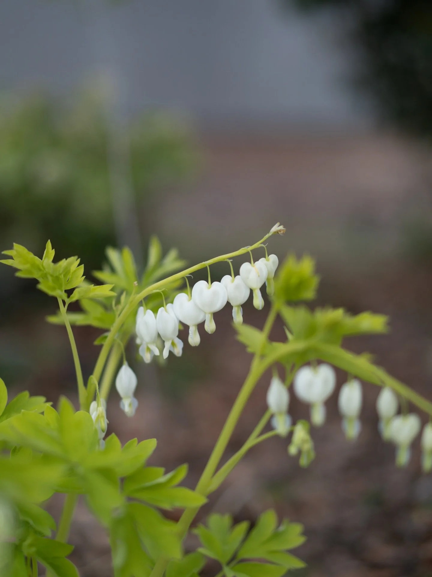 安曇野農園では、スイセンやクリスマスローズの季節がゆっくりと終わりに近づいています。入れ替わるように、ケマンソウが咲き始めました。

今週末の東京でのイベントには、ケマンソウのように普段あまり市場に出回らない花もお持ちする予定です。実際に手に取りながら、その繊細な表情を感じていただけたら嬉しいです。

&mdash;

【YARI FLOWER FARM POP UP EVENT at SAMAA_】

■TALK EVENT
4月24日（金）
開場 18:30 / 開演 19:00〜20:30