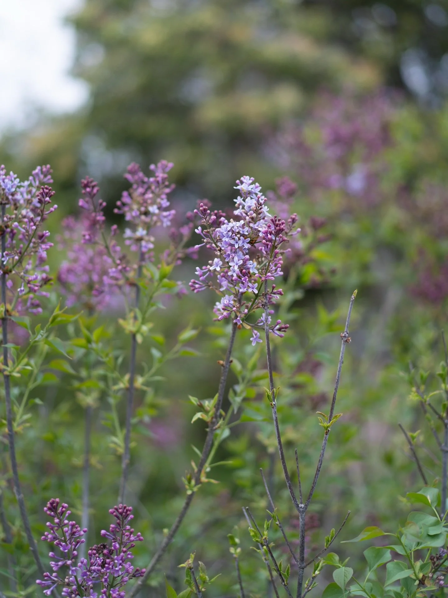 ライラックが咲き始めました。
今週末、東京でのポップアップイベントでは、クリスマスローズやスイセンに加えて、ライラックのような枝物も少しお持ちできたらと思っています。安曇野の季節を、そのまま手渡すような時間になれば嬉しいです。

&mdash;

【イベントのお知らせ｜4月24日・25日】
東京、三軒茶屋のカフェSAMAA_ @samaa_coffee さんにて、YARI FLOWER FARM 初のポップアップイベントを開催します。

イベントは2日間にわたり、1日目はトークイベント、2日目は
