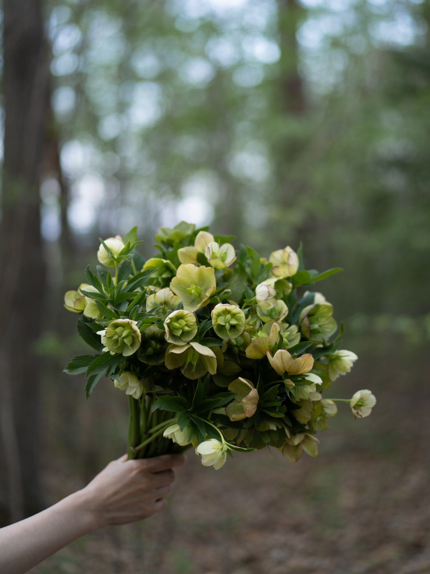 今朝の安曇野は3度まで下がり、少し肌寒さが戻りました。花たちもその気配を受け取ったのか、咲き進む速度がわずかに緩みます。

行ったり戻ったりする季節の気配を、五感で受け取れるのが花農家の仕事。そんな日々のことも、週末のトークイベントでお話しできたらと思っています。

&mdash;

【イベントのお知らせ｜4月24日・25日】
東京、三軒茶屋のカフェSAMAA_ @samaa_coffee さんにて、YARI FLOWER FARM 初のポップアップイベントを開催します。

イベントは2日間にわ