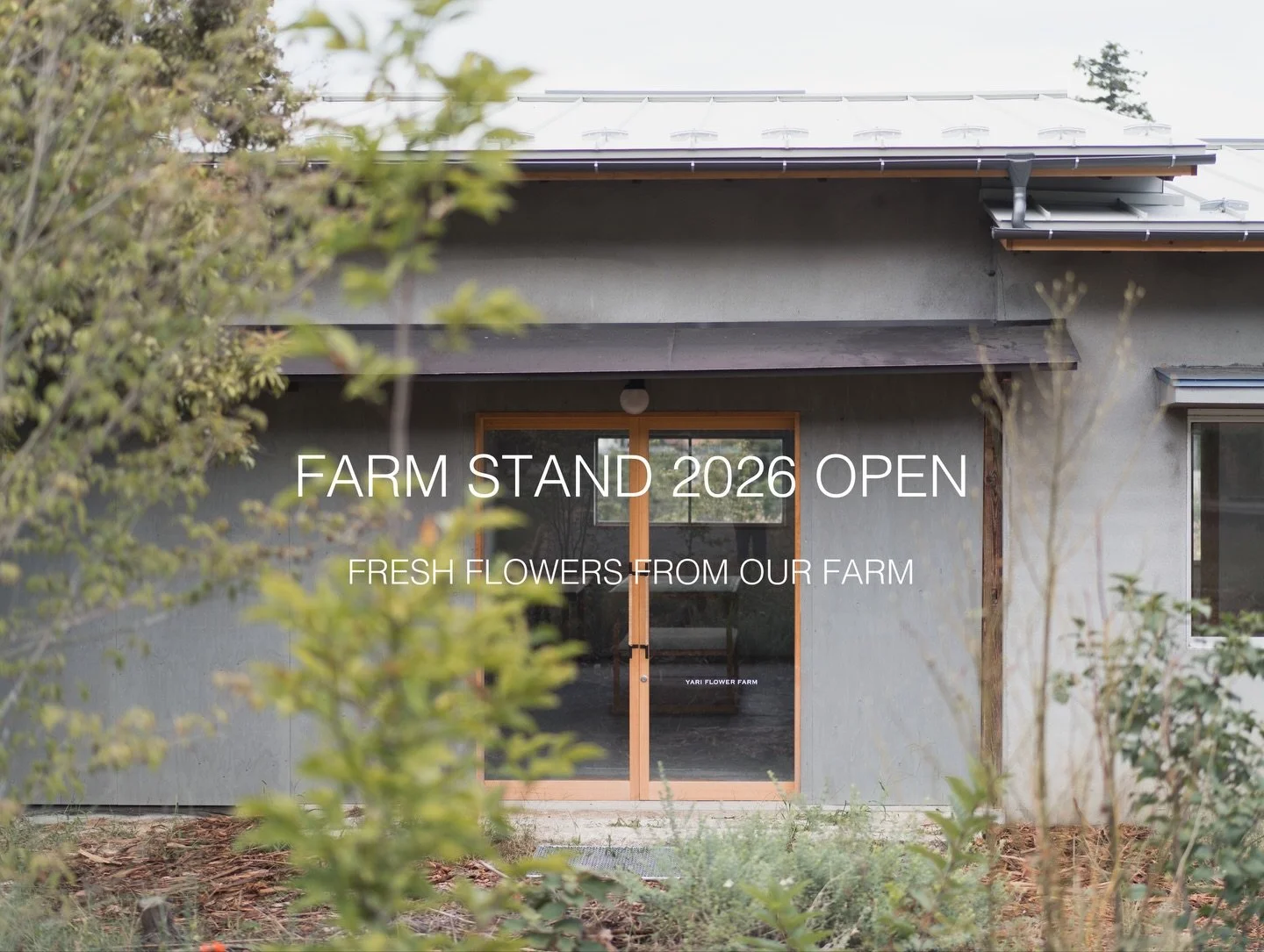【5/6（水）FARM STAND オープンのお知らせ】

2026シーズンのFARM STANDを、5月6日（水）にオープンします。

今年は春の進みが早く、安曇野農園ではシャクヤクやスノーボール、オダマキの収穫が例年よりも少し前倒しで始まっています。当日は、その時々に咲いている花に加え、花苗も少しご用意する予定です。

FARM STANDは、農園で育てた花を直接手に取っていただける場所です。選花の様子や、日々の農園の仕事の気配も、感じていただけると思います。

今シーズンからは、FARM 