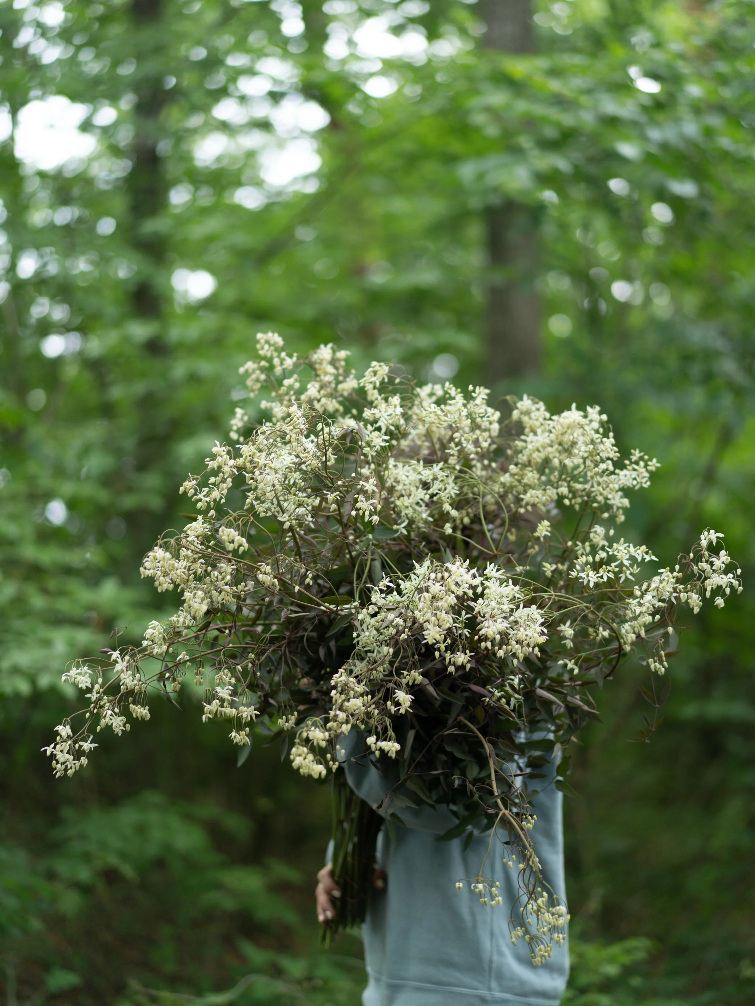 安曇野農園では、クレマチスのシーズンが始まりました。

クレマチスはYARI FLOWER FARMを始めた最初の年から育て続けている花で、僕にとっても思い入れのある存在です。

毎年同じように咲いているようで、その年の気候や農園の時間を映すように、少しずつ表情が変わります。今年もまた、この花に会える季節が来たのだなと感じています。

市場出荷が中心ですが、明日のFARM STANDにも並べます。実際に手に取って、その繊細な姿を見ていただけたら嬉しいです。

＜FARM STAND店舗情報＞
○
