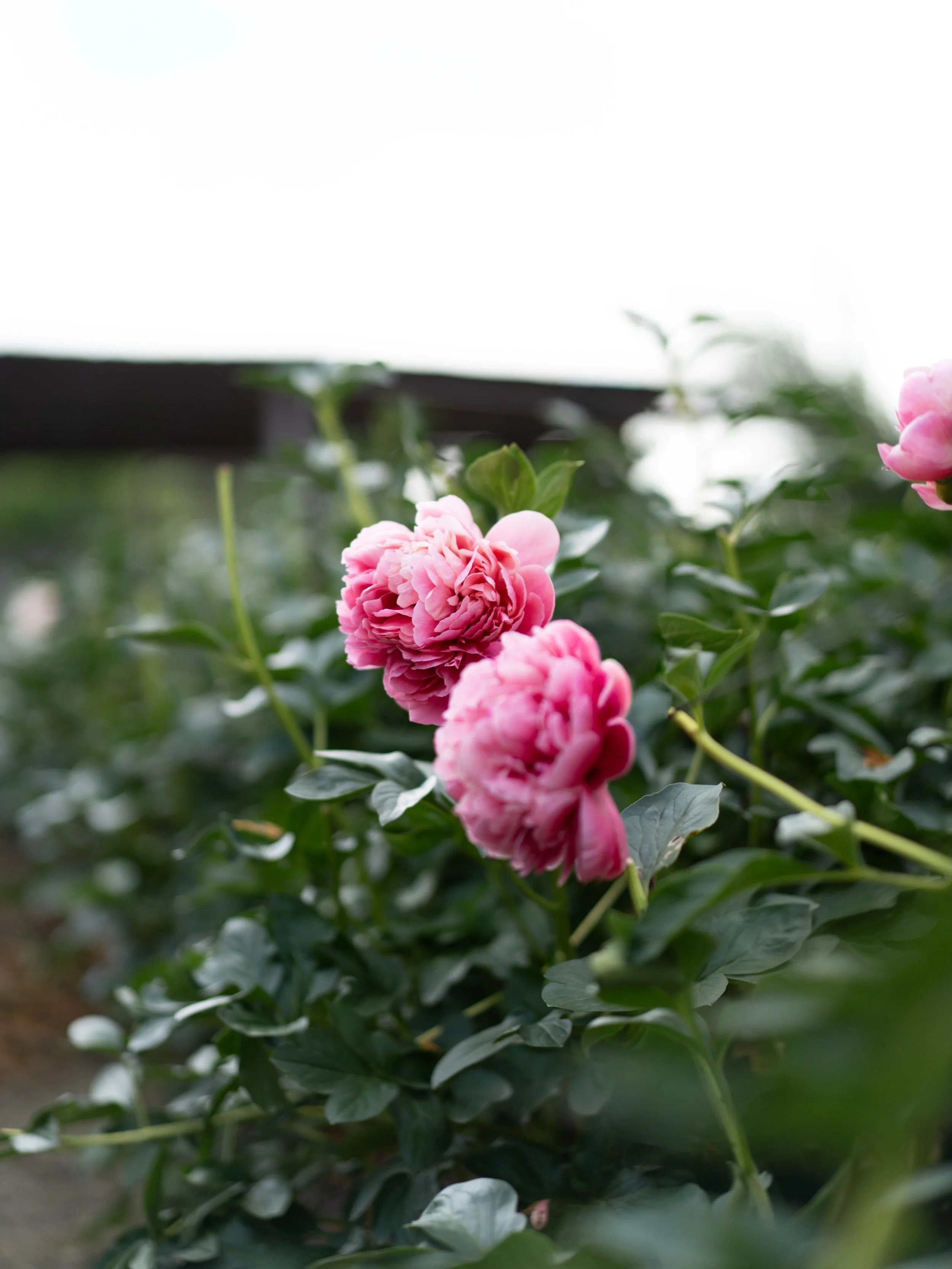 シャクヤクのシーズンが終わりました。

咲き始めの張りつめた姿も美しいですが、花びらをほどきながら、少しずつ重たくうつむいていく頃の姿にも、この花ならではの美しさがあるように思います。

春の終わりとともに、芍薬の季節はあっという間に過ぎていきました。

今年は4品種のみの出荷でしたが、来シーズン、その次のシーズンへ向けて、少しずつ品種を増やしていく予定です。農園でどんな花が咲いてくれるのか、今から楽しみにしています。

#美しい花を美しく育てる 
#yariflowerfarm 
#芍薬 
#