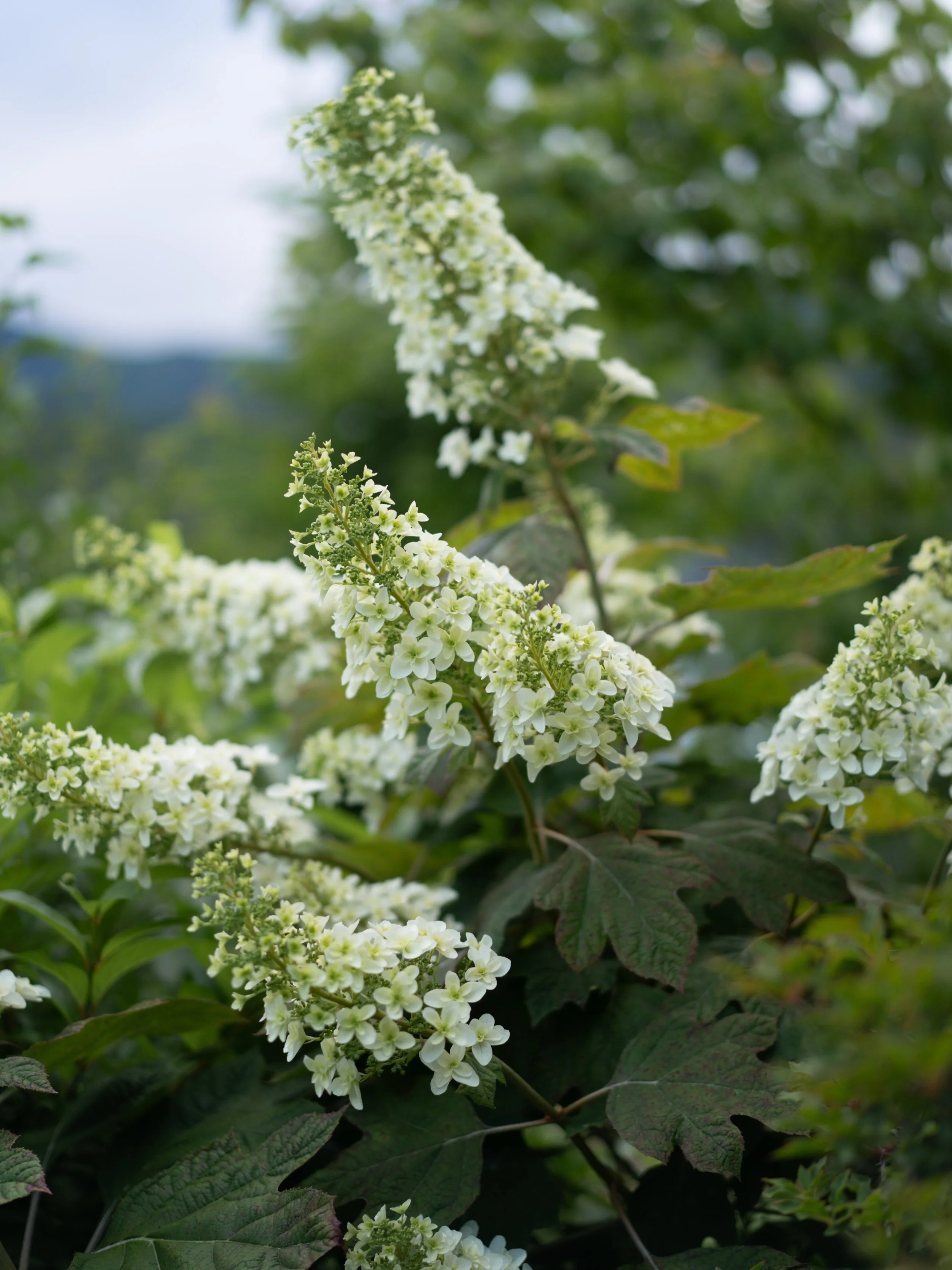 カシワバアジサイの収穫が始まりました。
一本として同じ姿はなく、花穂の長さや枝ぶりにもそれぞれ個性があります。

明日のFARM STANDにも並ぶ予定です。実際に手に取りながら、お好きな一本を選んでいただけたら嬉しいです。

初夏の農園では、収穫できる花が毎週のように入れ替わっていきます。カシワバアジサイも今回の収穫でひと区切りになりそうです。

先週とはまた違う花たちが並ぶ季節。農園の移ろいを感じに、ぜひお立ち寄りください。

＜FARM STAND 店舗情報＞
○開店日時：毎週土曜日 13