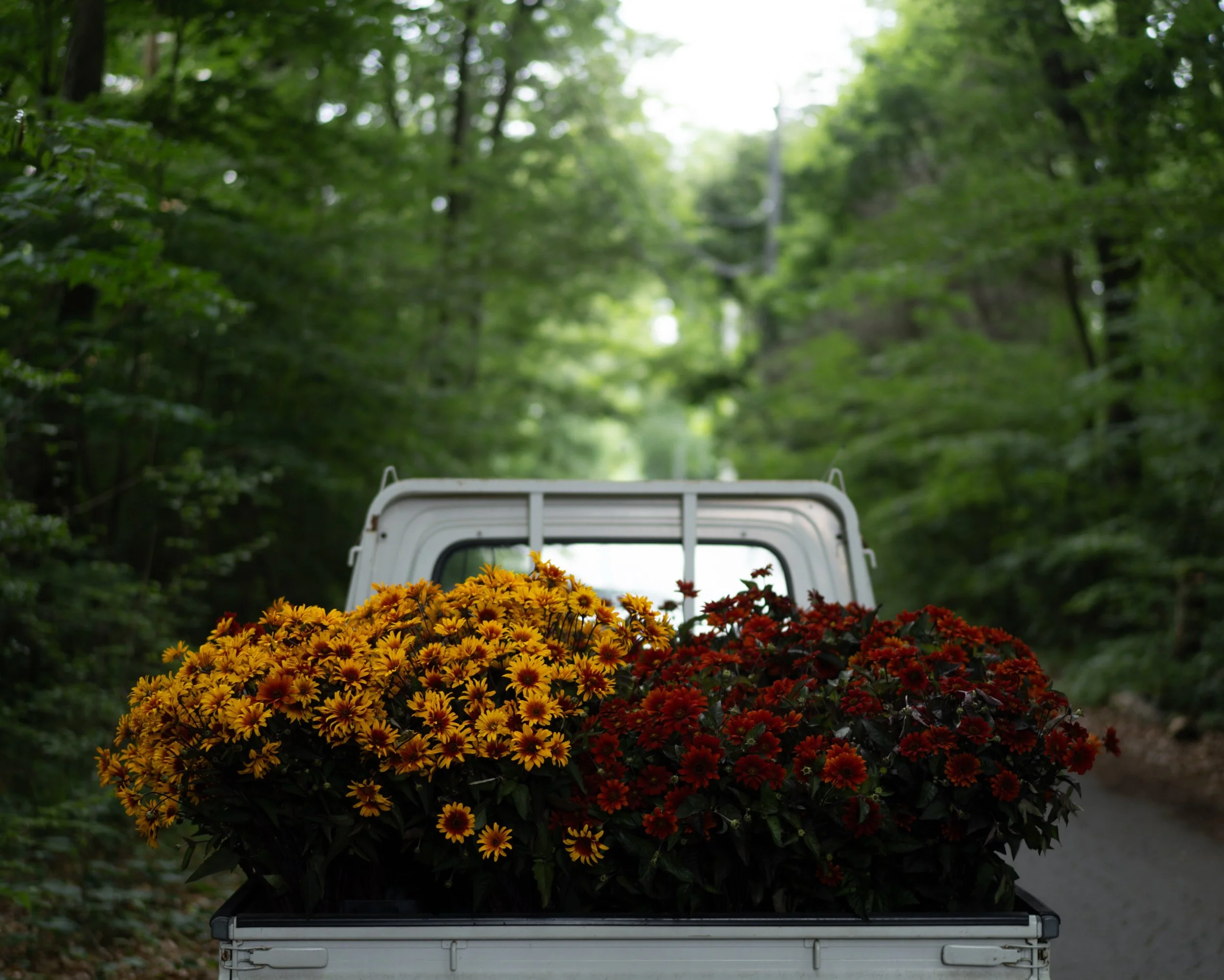 明日は雨予報のため、FARM STAND（直売所）はお休みとさせていただきます。

午後には雨が上がる予報ですが、朝に収穫する花たちは雨露をたっぷりまとっています。乾かないままお渡しすることは避けたいので、今回はお休みと判断しました。

2週続けての休業となり、とても残念です。梅雨の間は自然の流れに合わせるしかありませんが、その時間の分だけ畑の景色は少しずつ変わっていきます。

来週には、また違った顔ぶれの花たちが並ぶはずです。季節がひとつ進んだ農園で、お会いできることを楽しみにしています。

