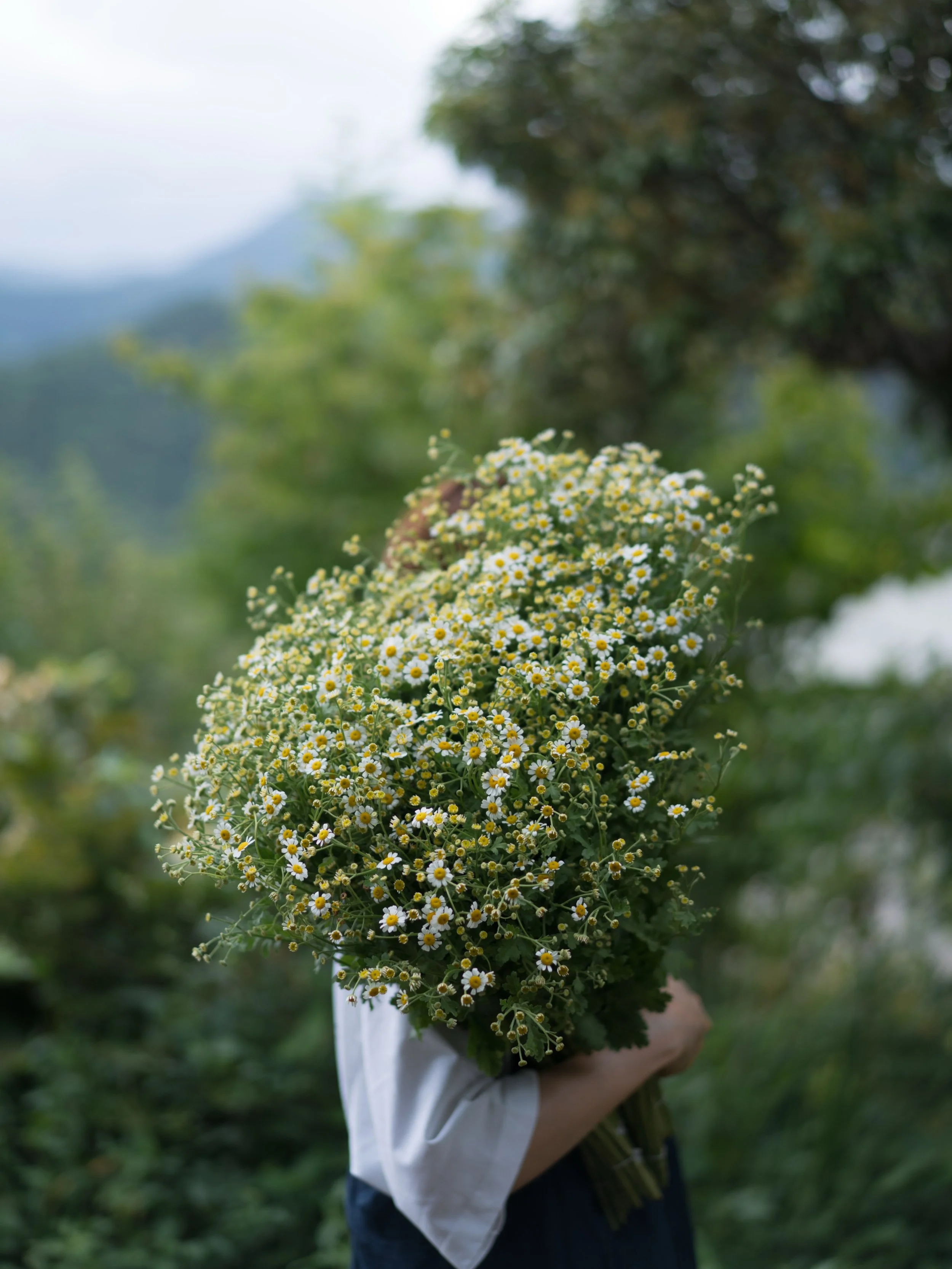 収穫期を迎えているマトリカリア。この花は、沖縄農園で種をまき、育った苗を安曇野へ運びました。

沖縄で芽吹いた小さな苗が、北アルプスの麓で花を咲かせる。その景色は、私たちの農園ならではの季節の風景です。

#美しい花を美しく育てる 
#yariflowerfarm 
#マトリカリア
#matricaria