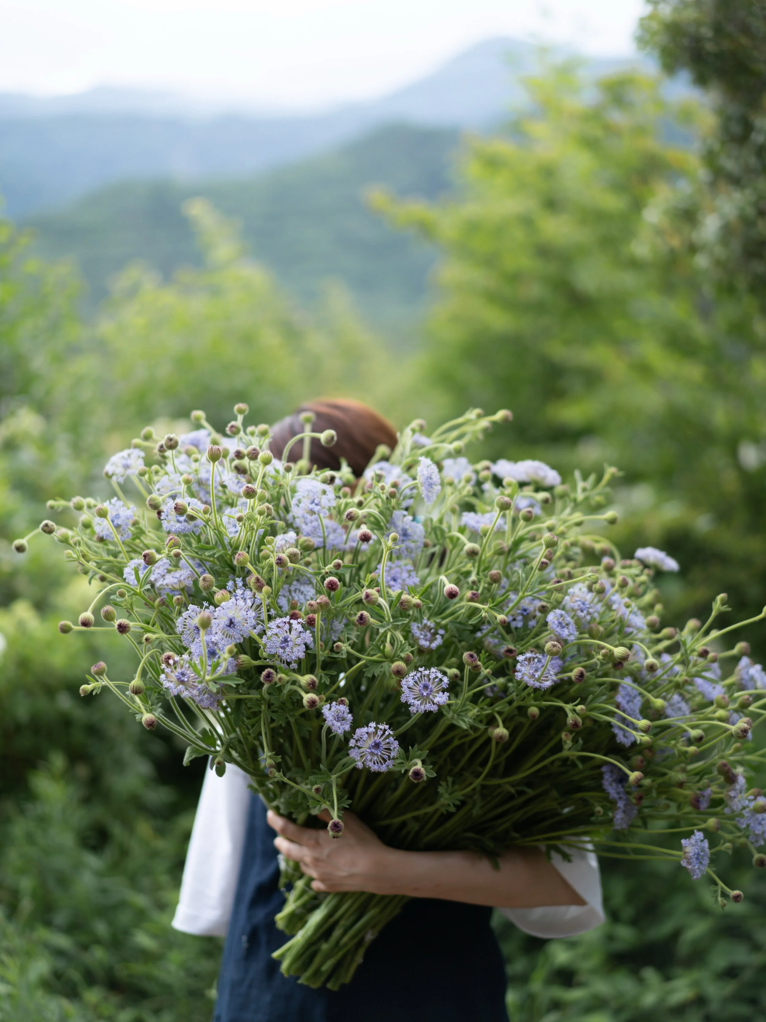 ブルーレースの収穫が終わりました。
あれほど農園を賑わせていた淡いブルーの花々も、今では過ぎた季節の風景です。

安曇野では35℃近い日が続き、気づけば夏の盛りを迎えています。

ひとつの花が畑を去り、また次の花が咲き始める。季節の巡りとともに、農園の風景も移り変わっていきます。

#美しい花を美しく育てる 
#yariflowerfarm 
#ブルーレースフラワー 
#didiscus