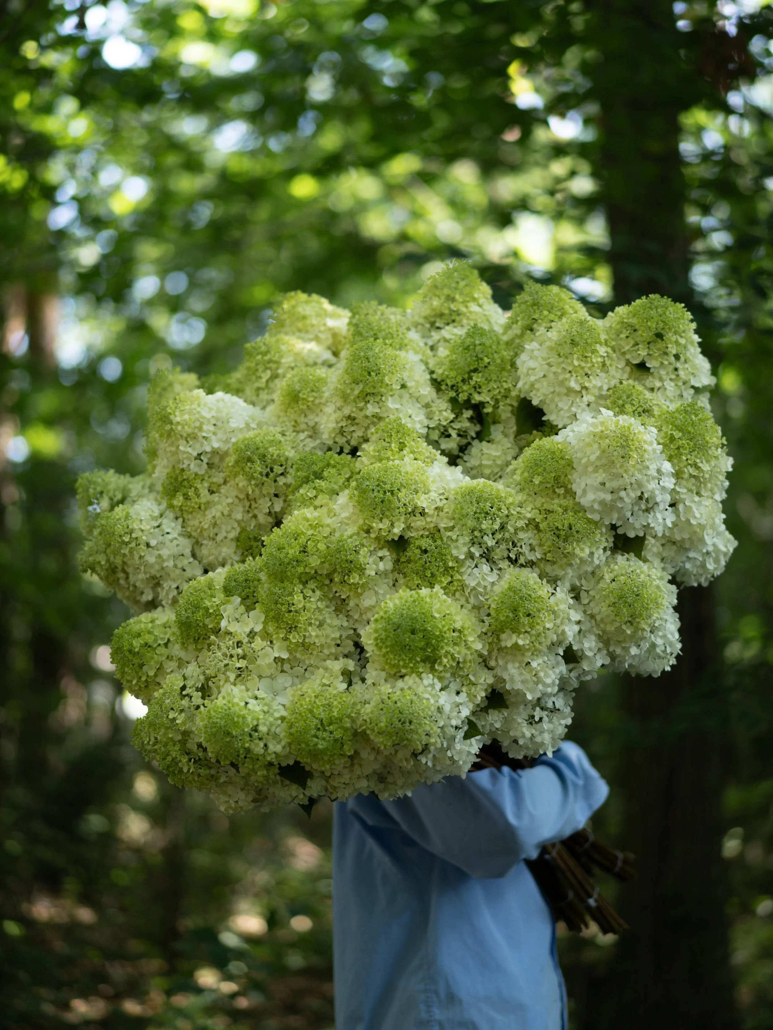 ノリウツギが収穫期を迎えています。
円錐形に重なる小さな花が集まり、大きな花房をつくるノリウツギ。咲き始めのライムグリーンから白へと移ろう姿に、季節の歩みが重なります。

#美しい花を美しく育てる 
#yariflowerfarm 
#ノリウツギ 
#hydrangeapaniculata