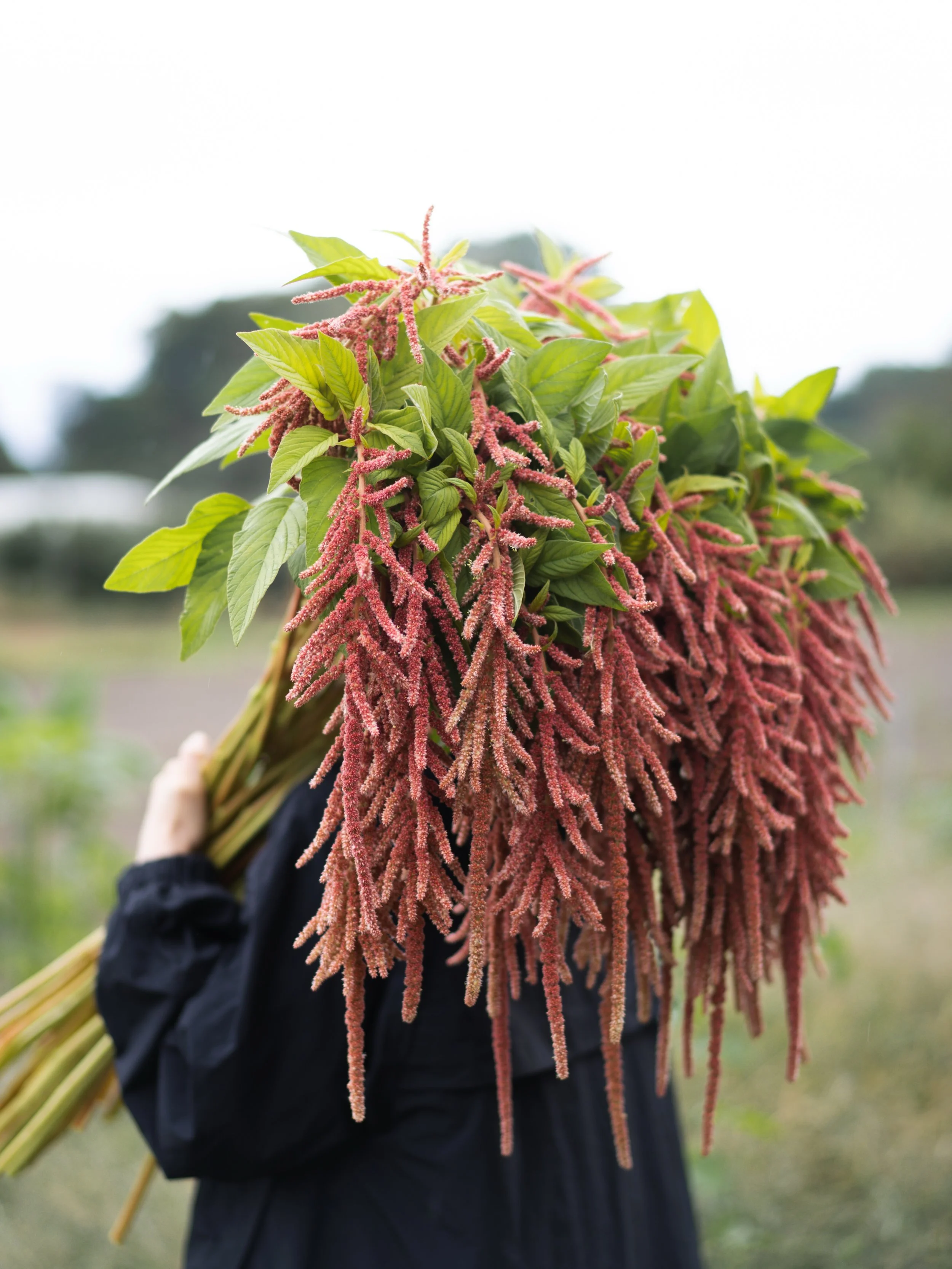 安曇野農園では、朝晩の冷え込みは日に日に厳しくなり、今シーズンの花づくりも終わりが近づいています。

そんななか、畑の花たちは最後の力を振り絞るように、色鮮やかに咲き誇っています。

あと何日咲いていられるのか、花たちは知る由もありません。それでも、目の前の季節を精いっぱい生きる姿に、ぼくたちの方が元気をもらっています。

霜が降りるその日まで、一輪一輪を大切に収穫していきたいと思います。

#美しい花を美しく育てる 
#yariflowerfarm 
#アマランサス
#amaranth