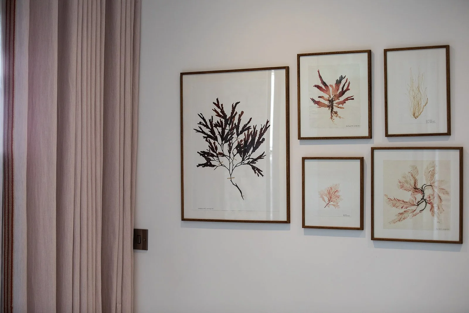 A white wall with six framed botanical art prints arranged in two rows, with pink curtains to the left.