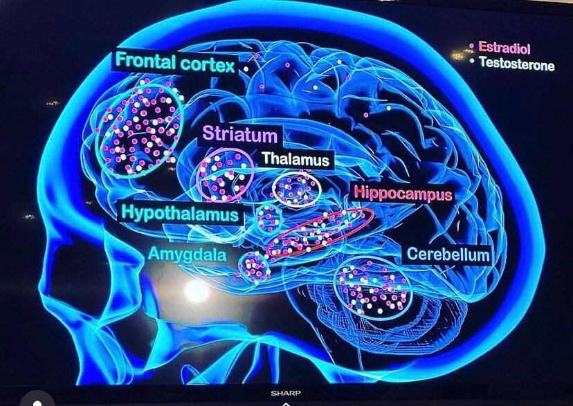 Testosterone is back! The female hormone that got lost in decades of medical misogyny and ignorance is now being fully understood. Look at the number of testosterone receptors in women&rsquo;s brains - mood, motivation, memory, energy, motor skills a