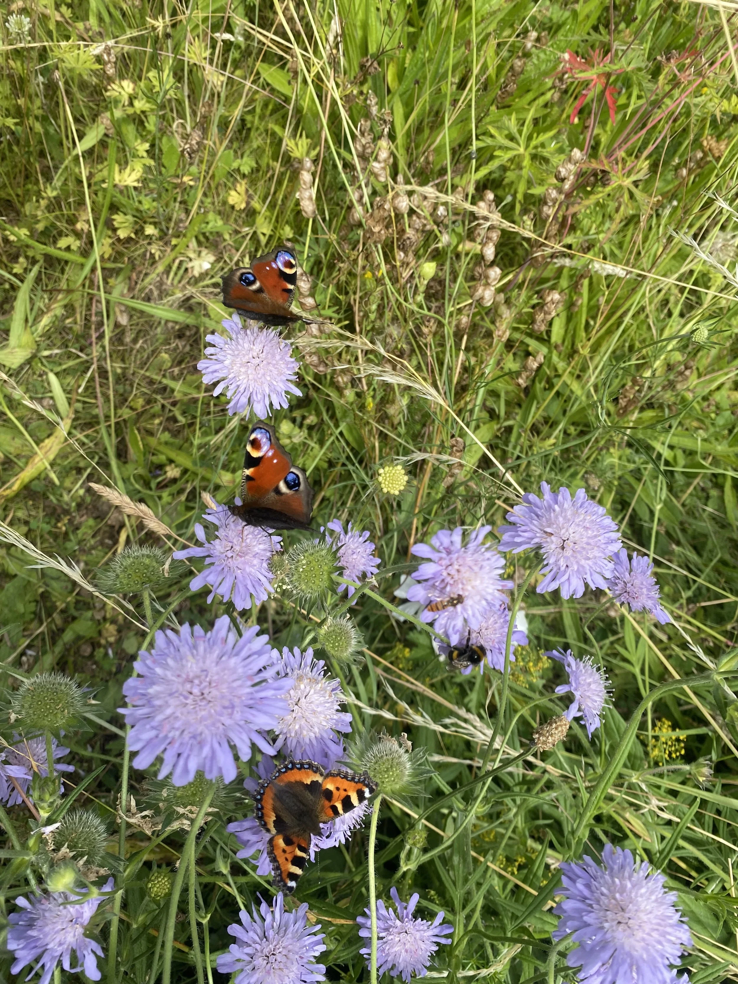IMG_3969.jpeg