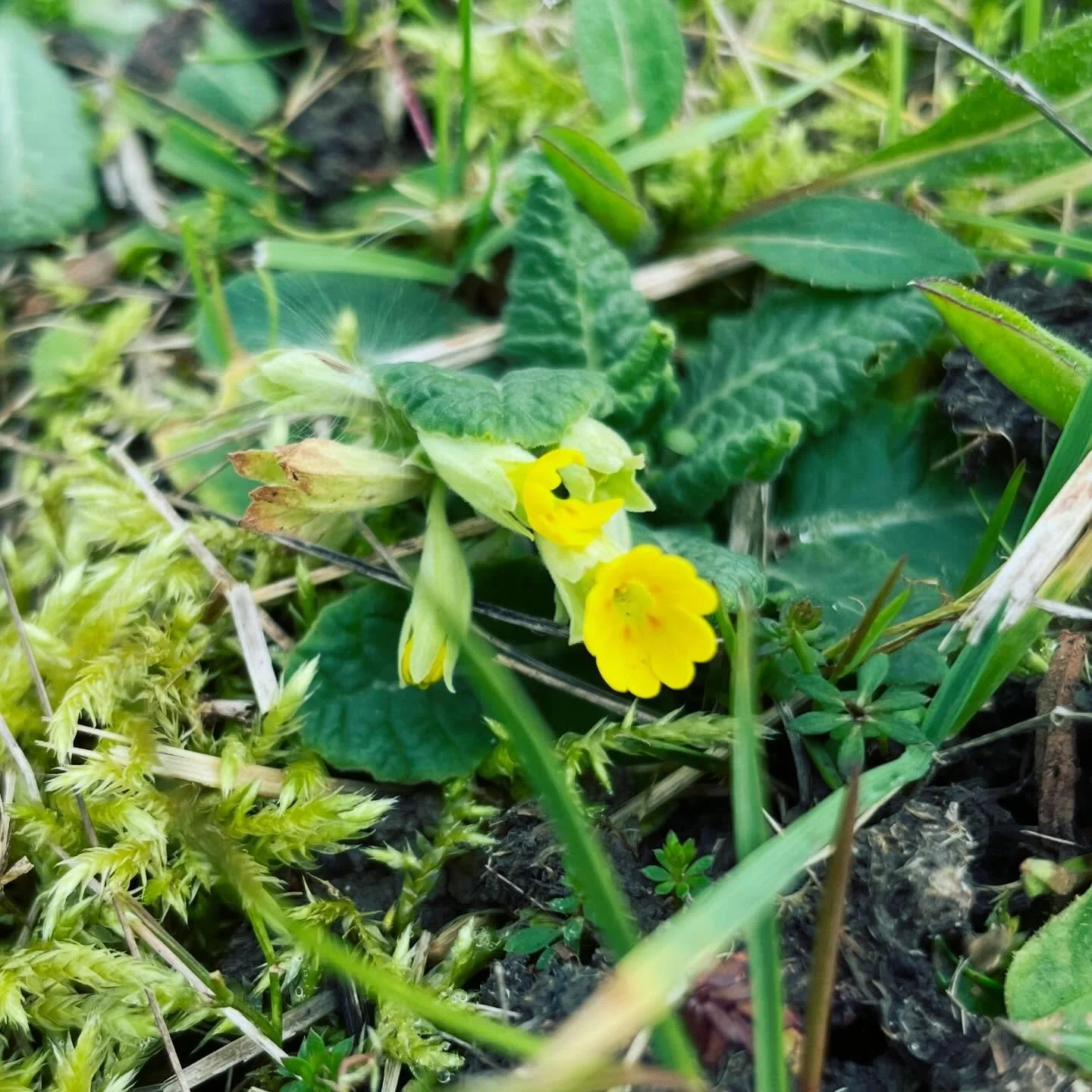 Augurs of spring 💚

TALK TO ME ABOUT MEADOWS!! It&rsquo;s a great moment to plan for wildflowers