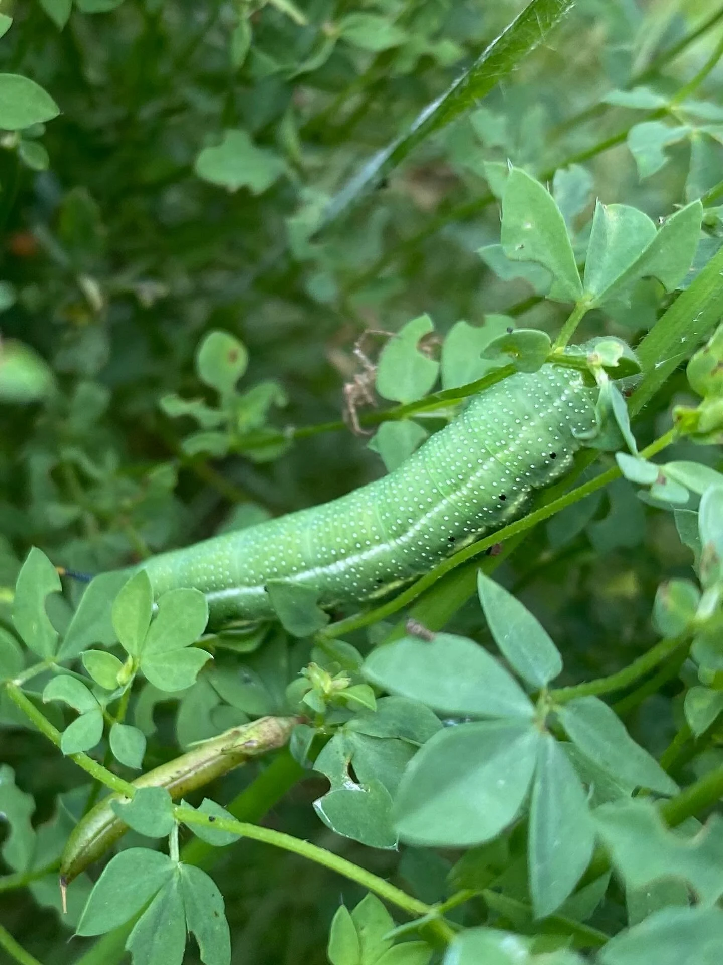 &ldquo;If you (create habitat) they will come&rdquo; - I think this is the stunning Hummingbird Hawkmoth caterpillar (corrections welcome!) spotted this afternoon in my as-yet-uncut front garden meadow. I added some hedge bedstraw to the mix a couple