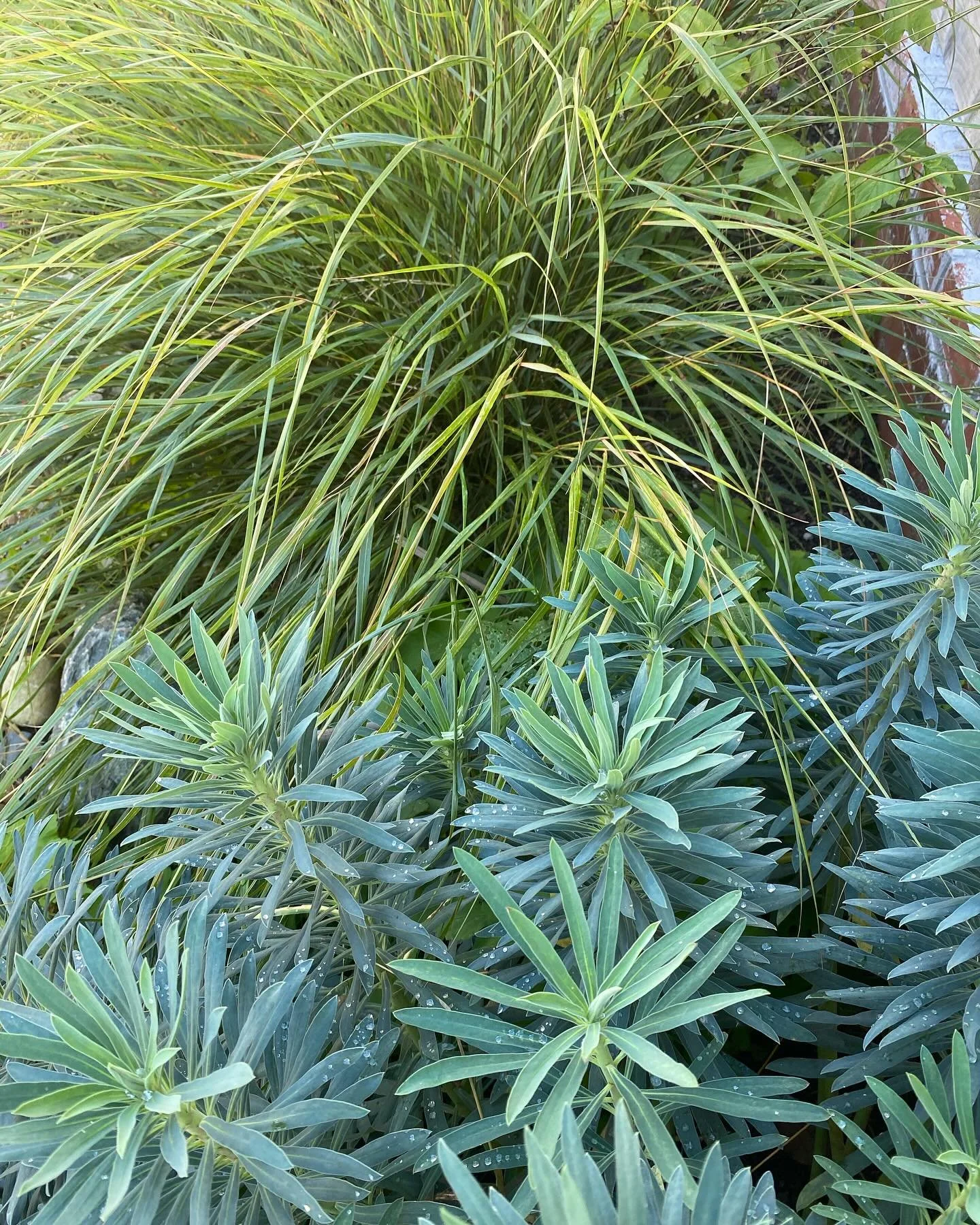 Yum. Who needs flowers when you have texture?! #plantingcombinations 

Had a lovely visit to a client&rsquo;s garden near Cambridge this afternoon, planted up about a year ago. Most of the plants filling out nicely. One or two mysterious gaps. You ha