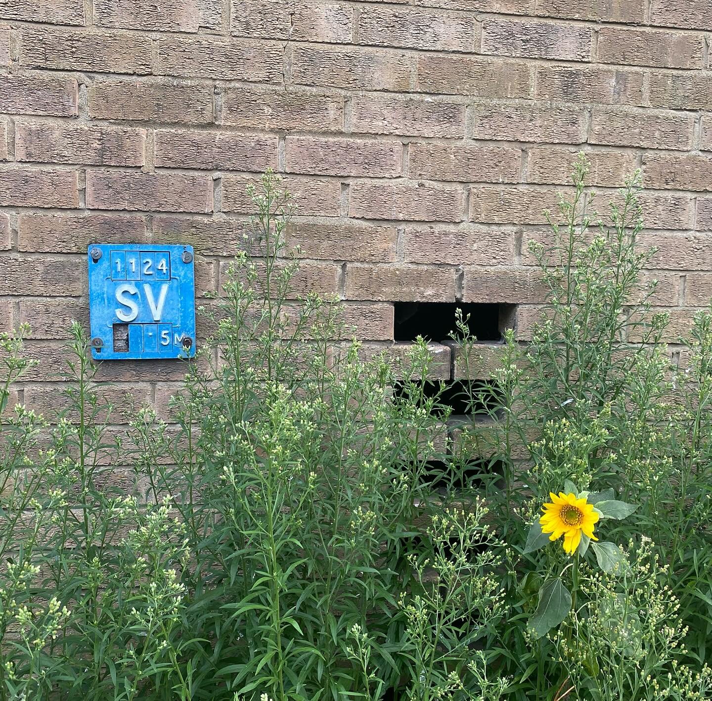 Don&rsquo;t blue and yellow look nice together #weedcore #streetplants #banpesticides