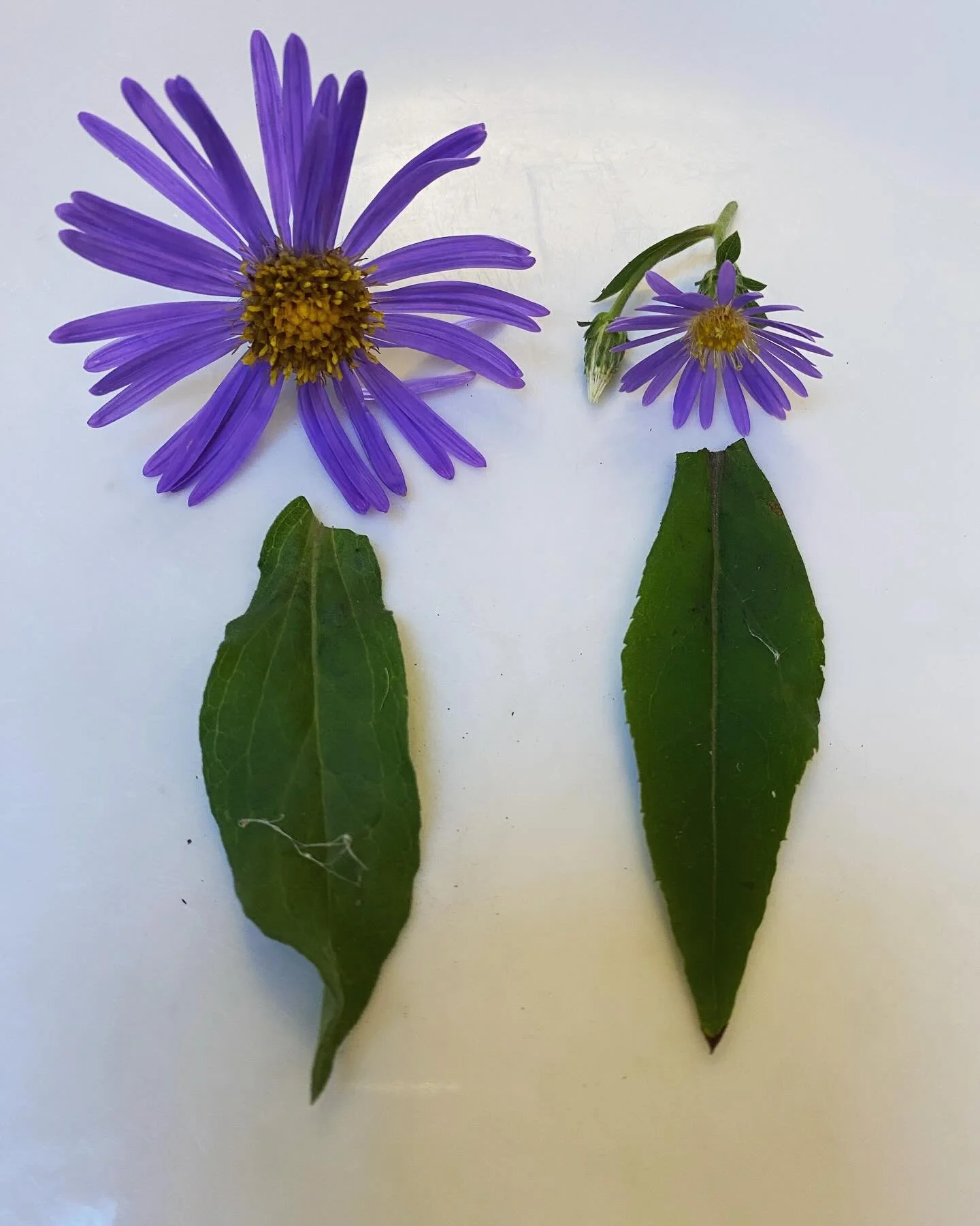 So folks, nerd moment! These are ostensibly the same plant (or synonymous) - the bigger-flowered one sold to me as Aster &ldquo;Twilight&rdquo; and the smaller as Eurybia x Herveyi. They&rsquo;re clearly quite different plants - flower size and leaf 