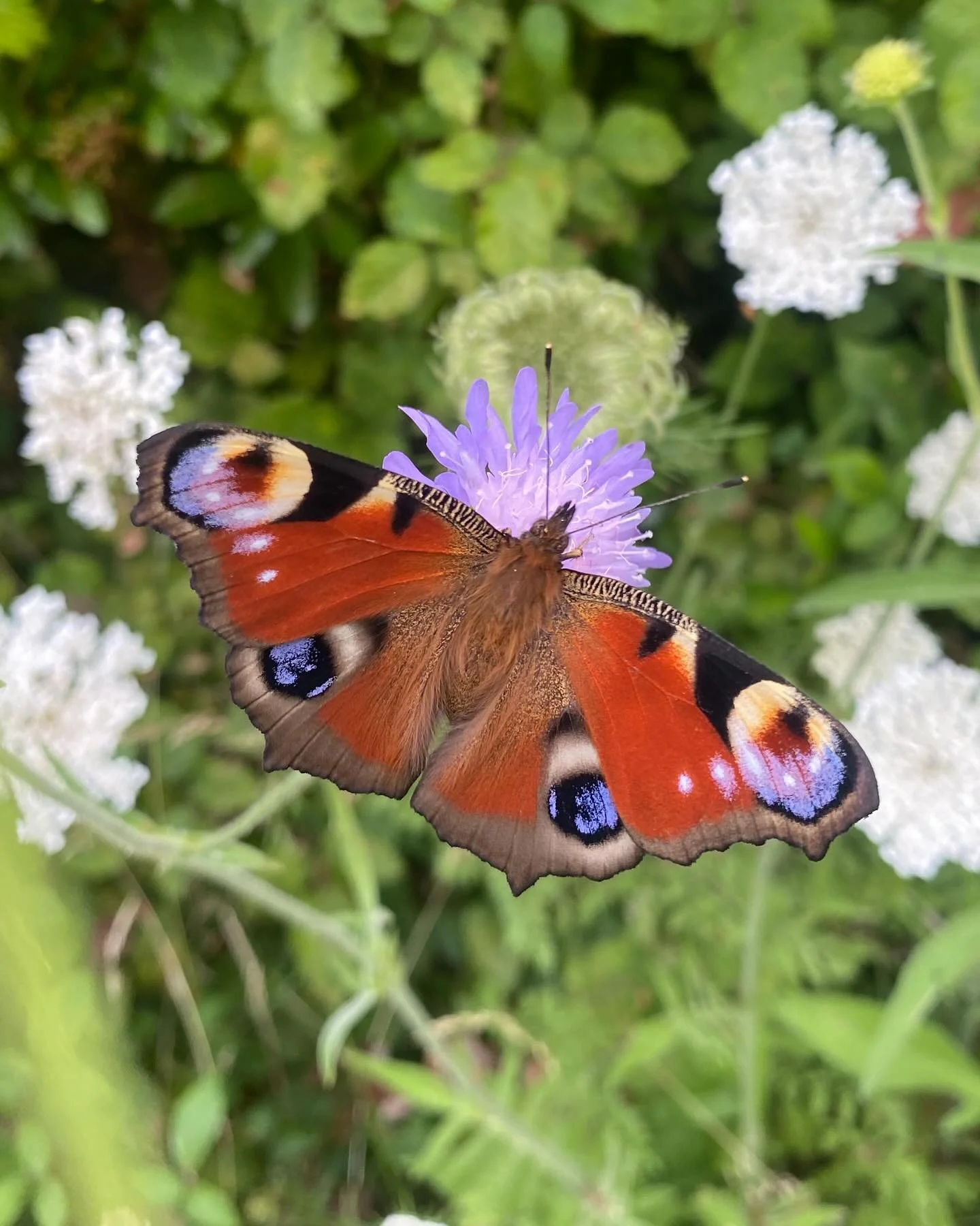 MEADOWS - one of my absolute loves and buzzing with life at the moment. Plan yours now - any size works! Sun and shade options available! Pls get in touch! Honestly making or restoring native meadows is one of my favourite types of work - so rewardin
