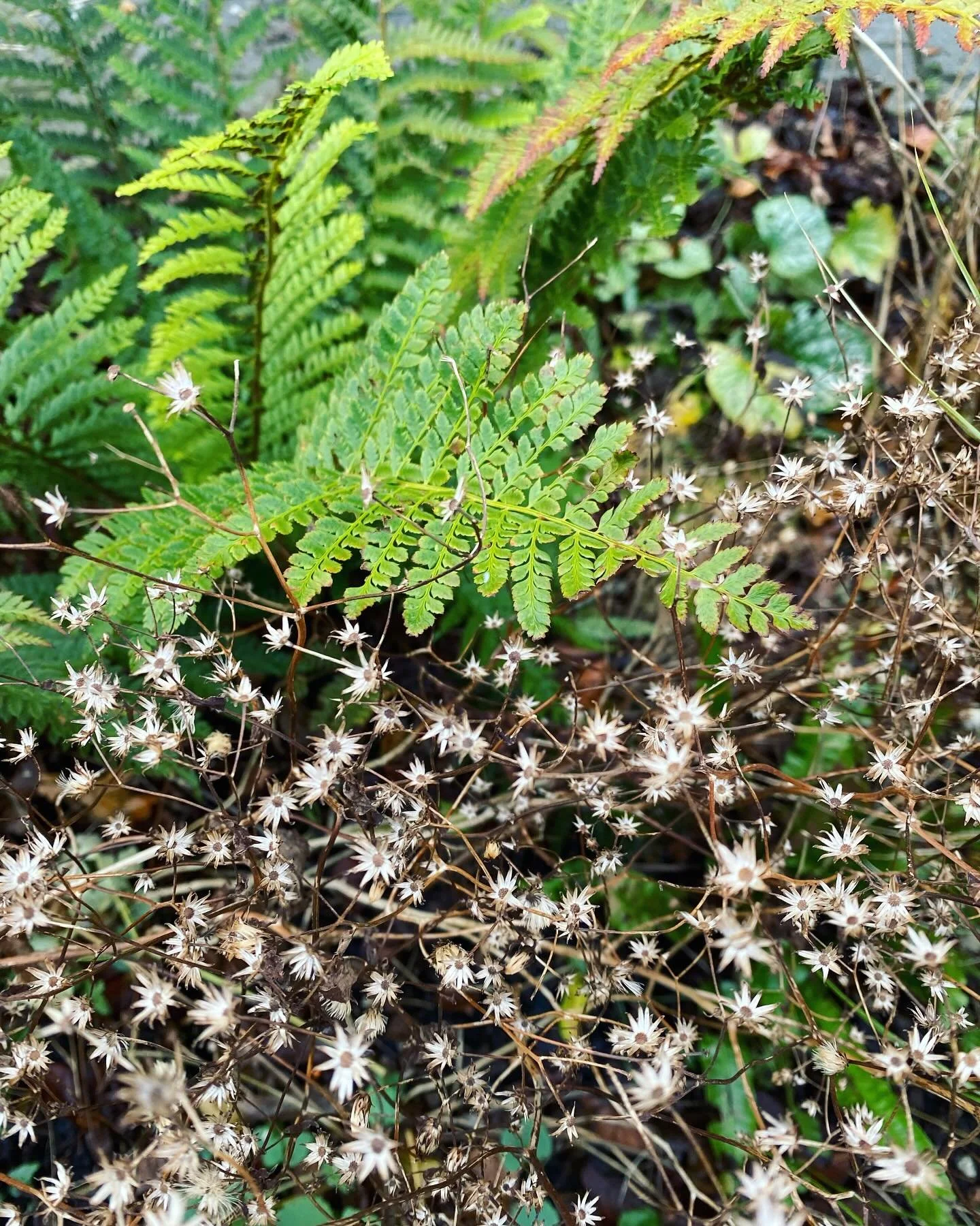 A few snapshots from my last day working outside this year! Tidying up and planting some more bulbs in a #frontgardendesign I did a while back in Cambridge.  Gotta love how the aster seed heads still look fabulous knee deep in December and beyond (ho