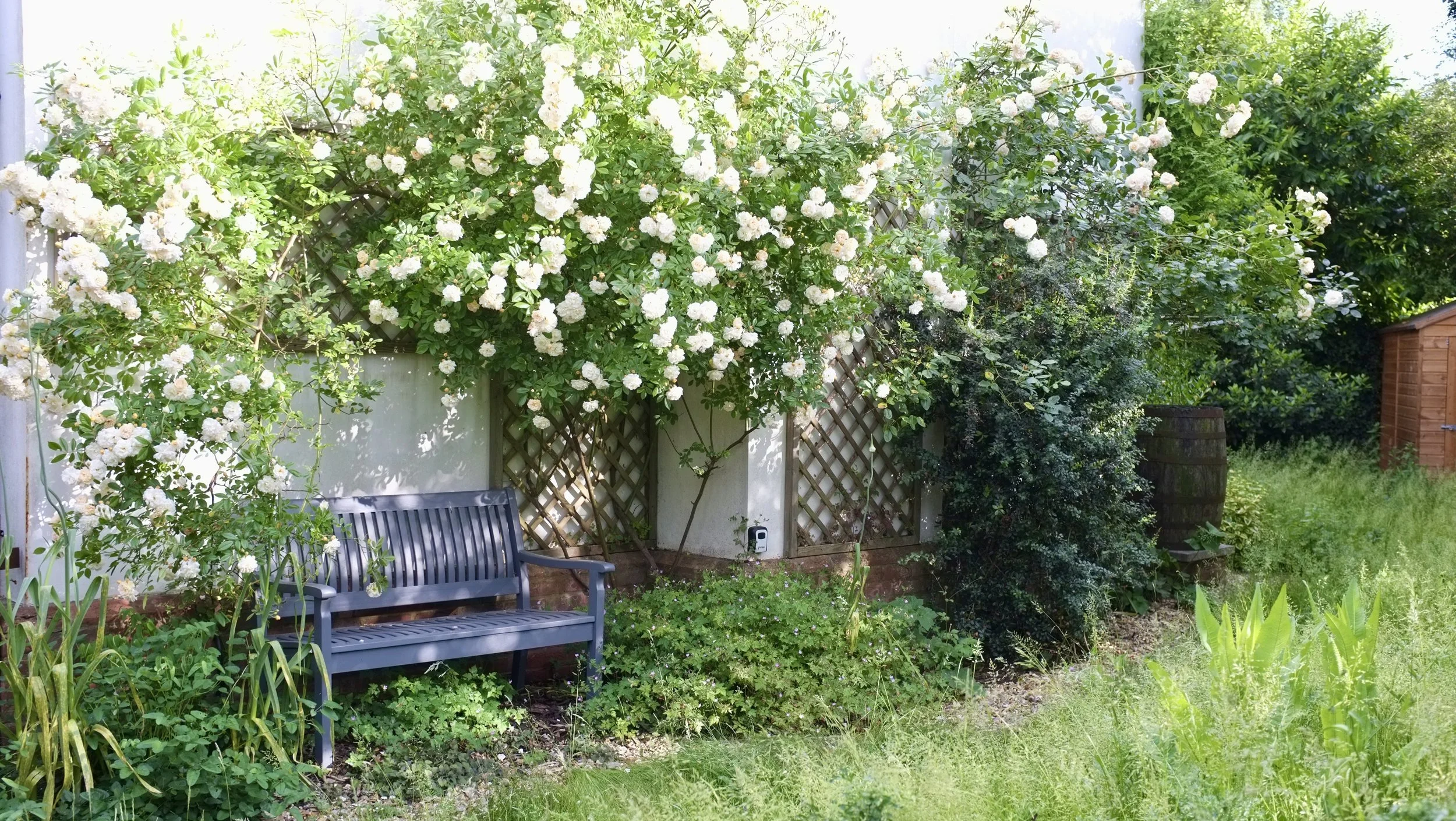 New build (Stroud) / Woodland garden