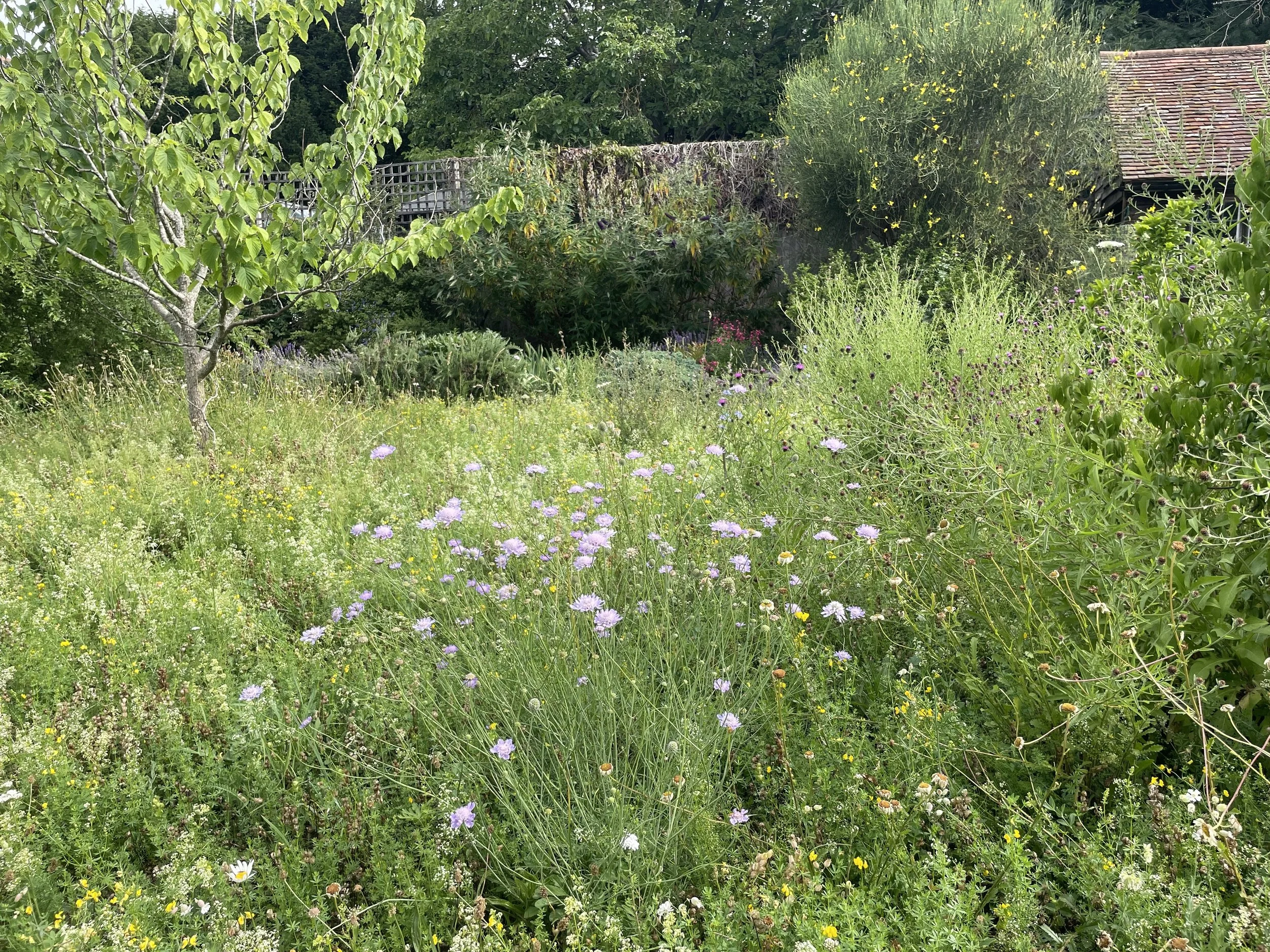 IMG_7433.jpeg