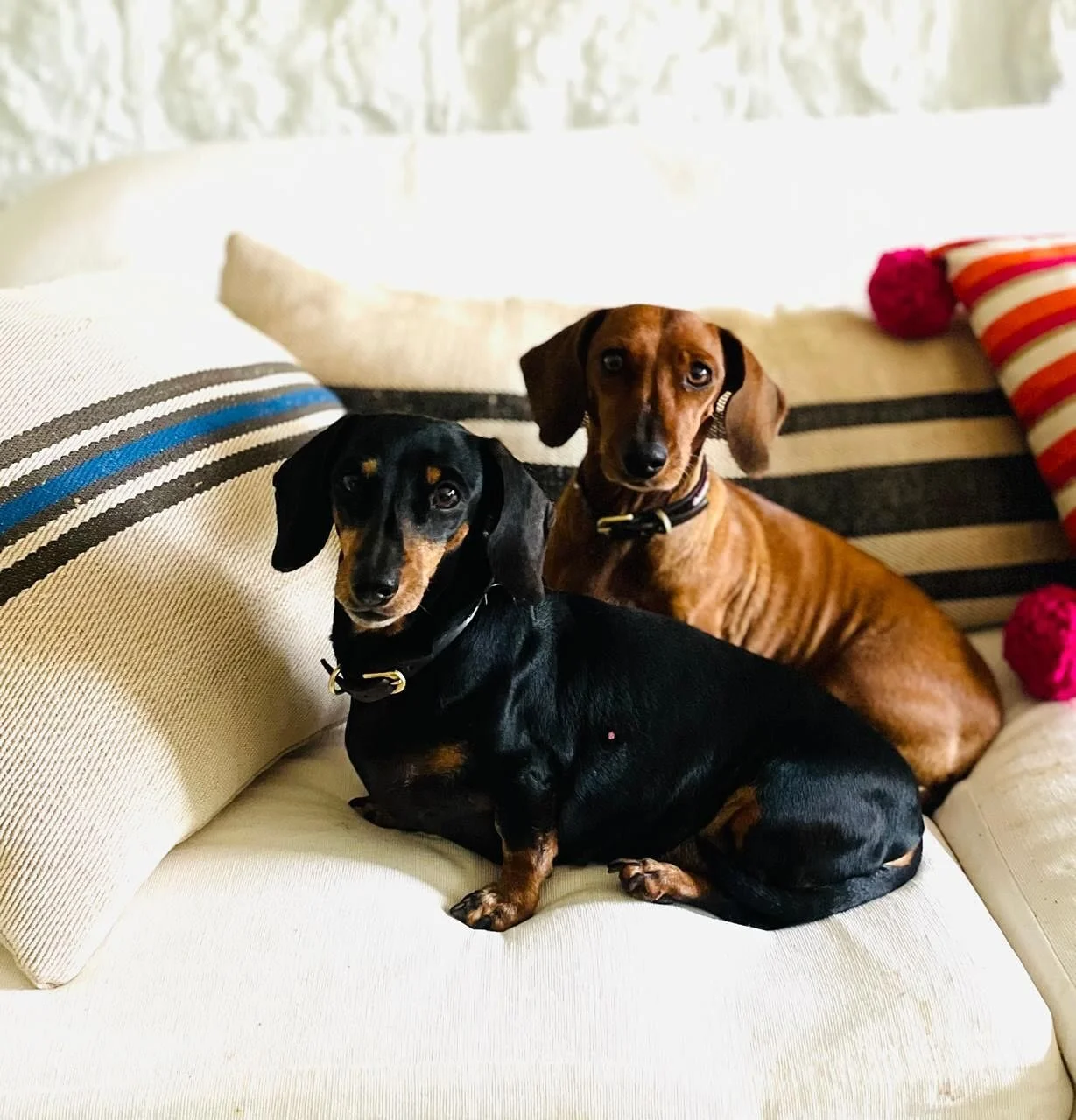 Happy International Dog&rsquo;s Day from Sally&rsquo;s four-legged faithful friends and constant studio companions! Scroll for the most exquisite dog collars in town....bespoke pearl and gemstone collars made to order - please DM for more details. 
.