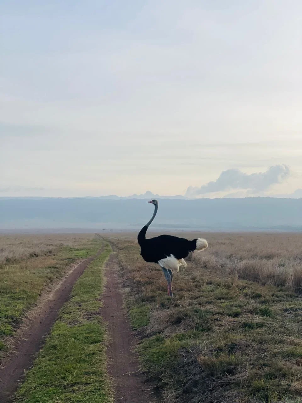 COMMUTING&hellip;AFRICAN STYLE - never a dull moment with this road congestion. Sally&rsquo;s work is stocked in the most wonderful lodges, here are a few images of her latest trip to stock up her cabinets. 

Head over to Sally&rsquo;s website to sho