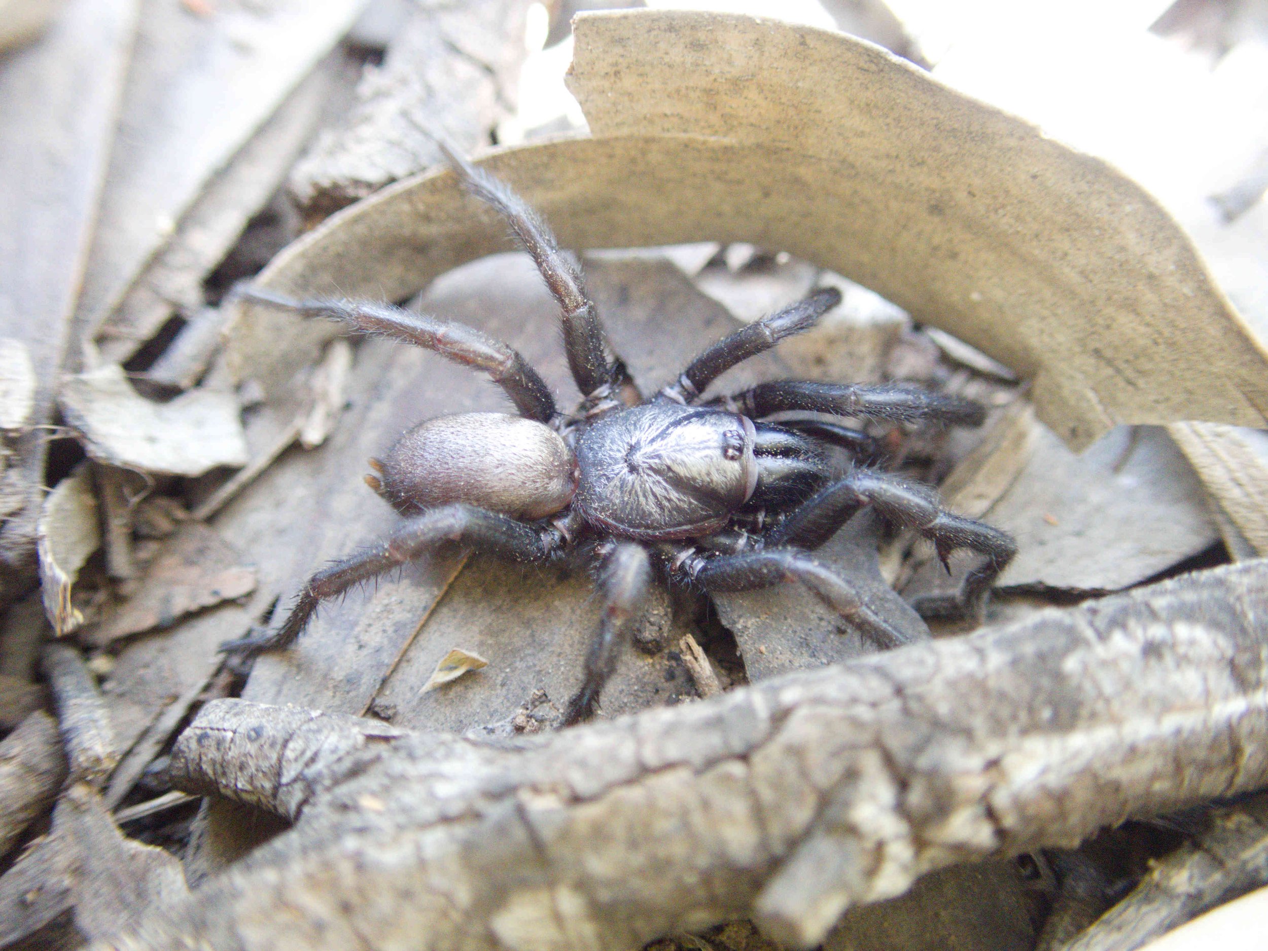 New species of wishbone spiders uncovered in field work