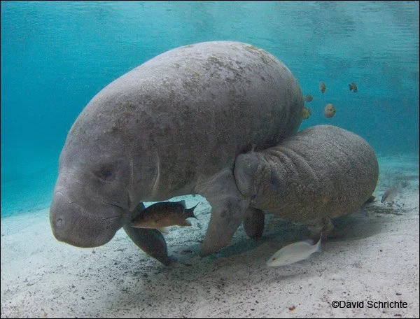 World Manatee Day — Conker Nature