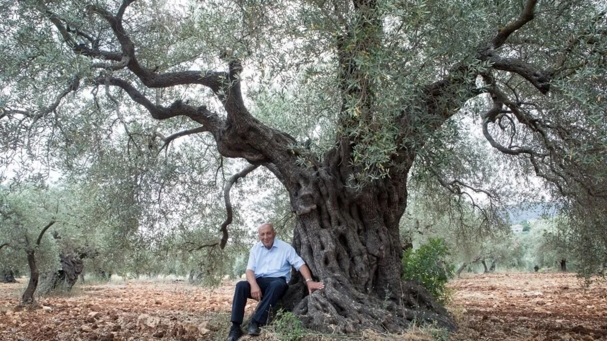 Khalaf Olives - Well-Rooted Olive Oil