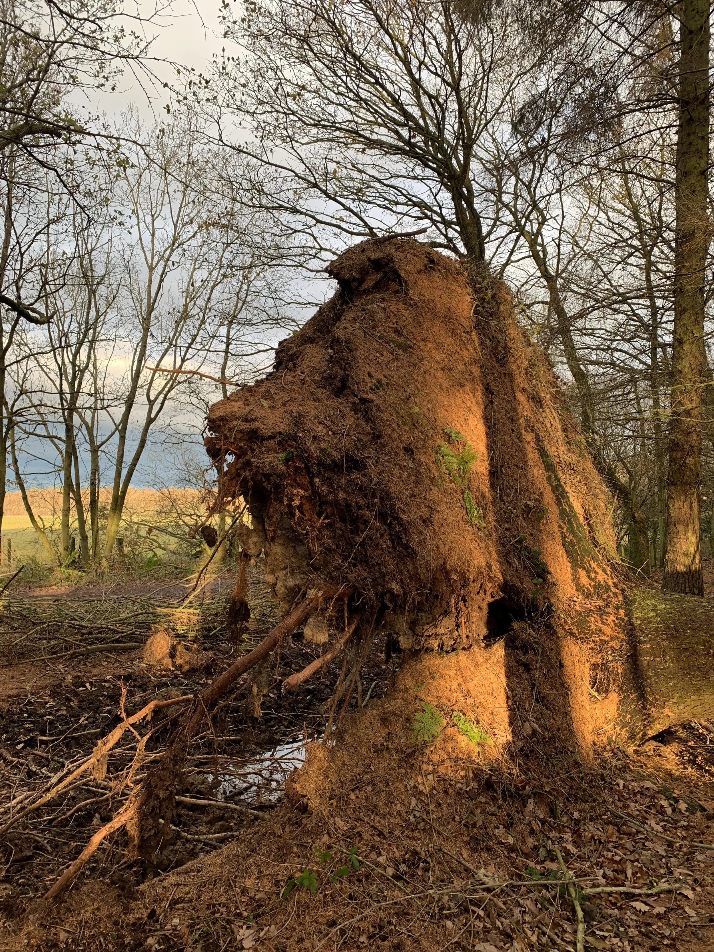 dukes hagg tree.jpg