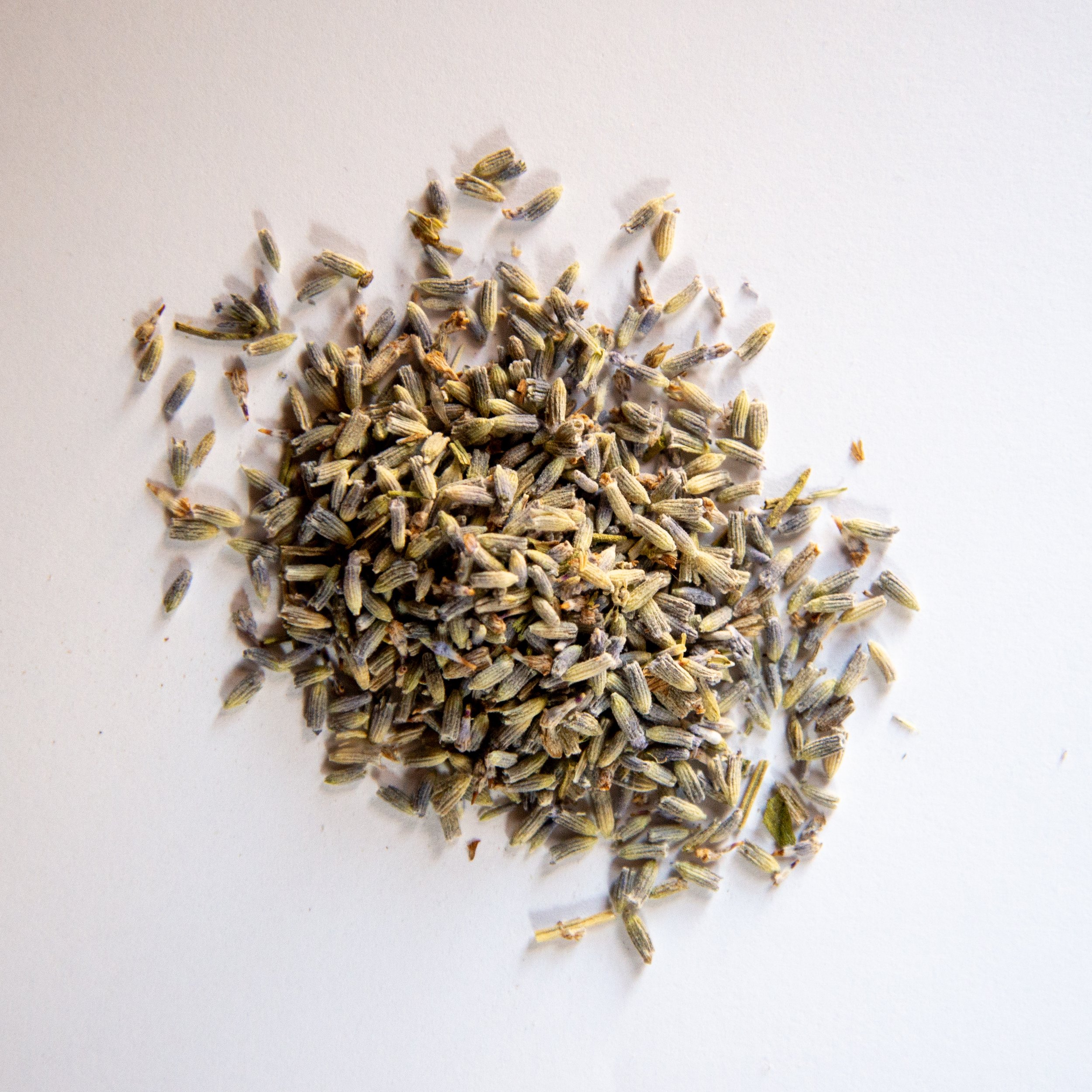 Lavender.jpg