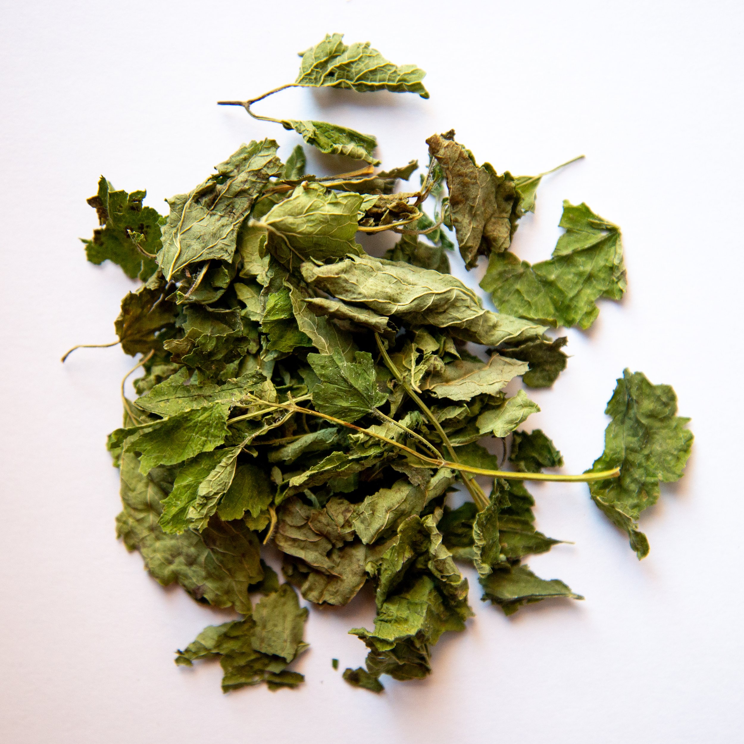 LemonBalm.jpg