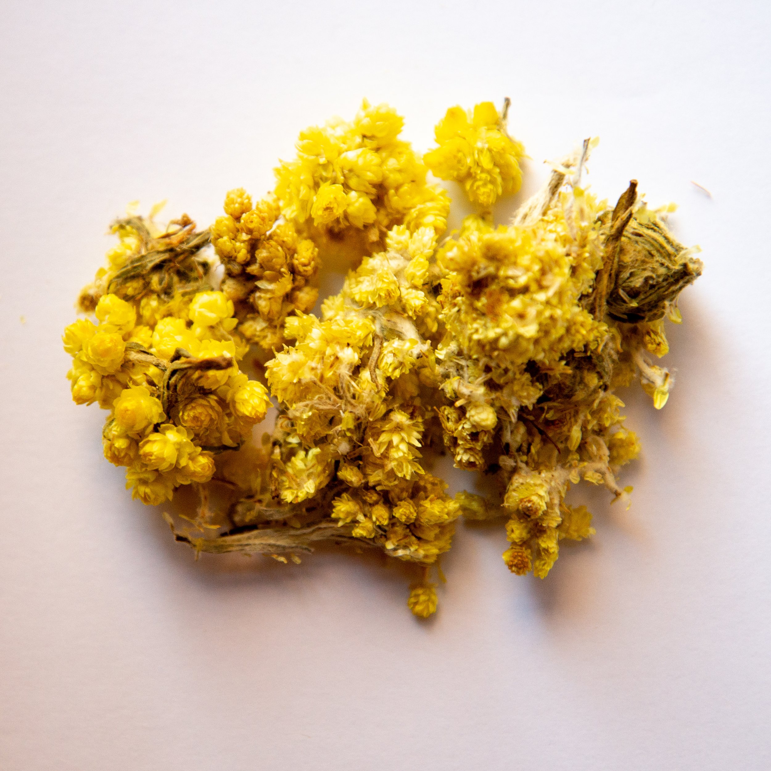Helichrysum.jpg