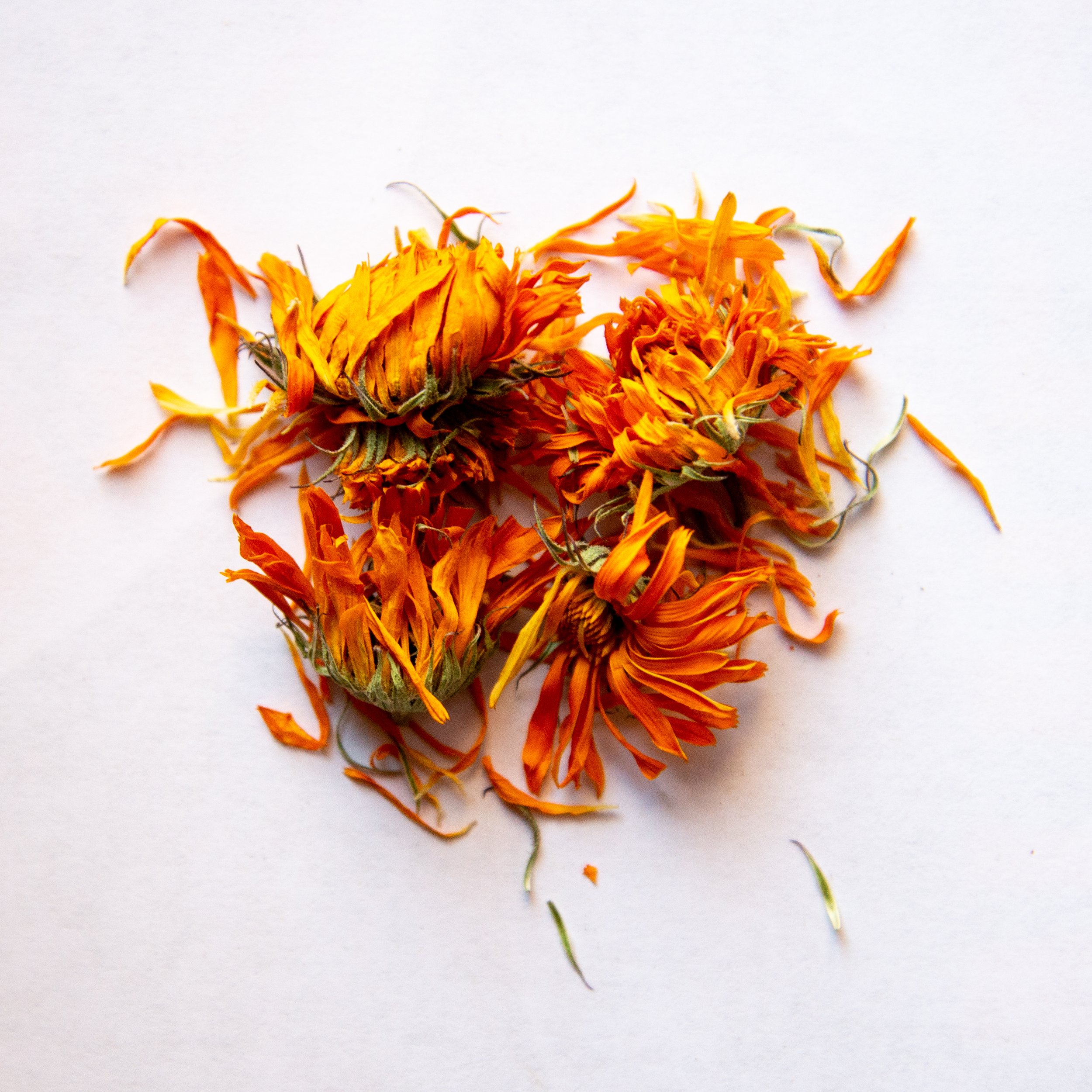 Calendula.jpg