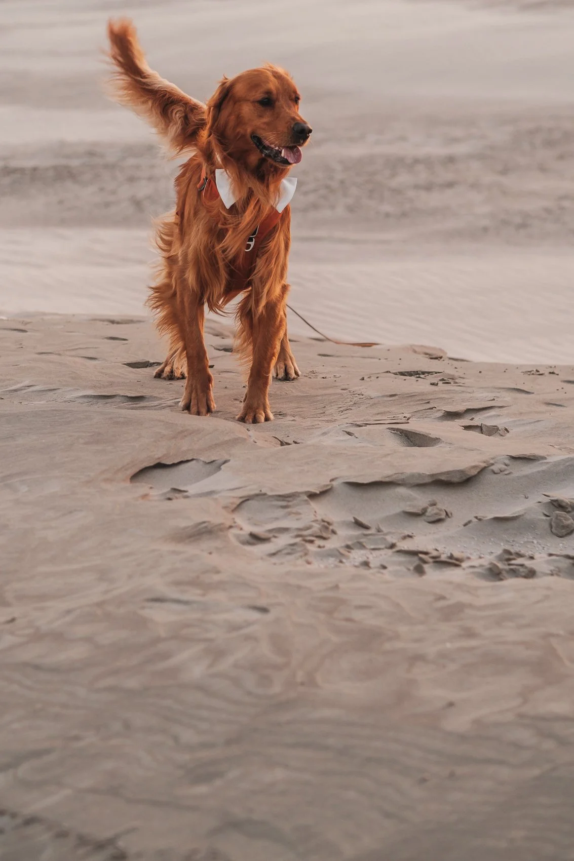 Lensmens - Huwelijksfotograaf Babs en Reinout Ameland -58.jpg