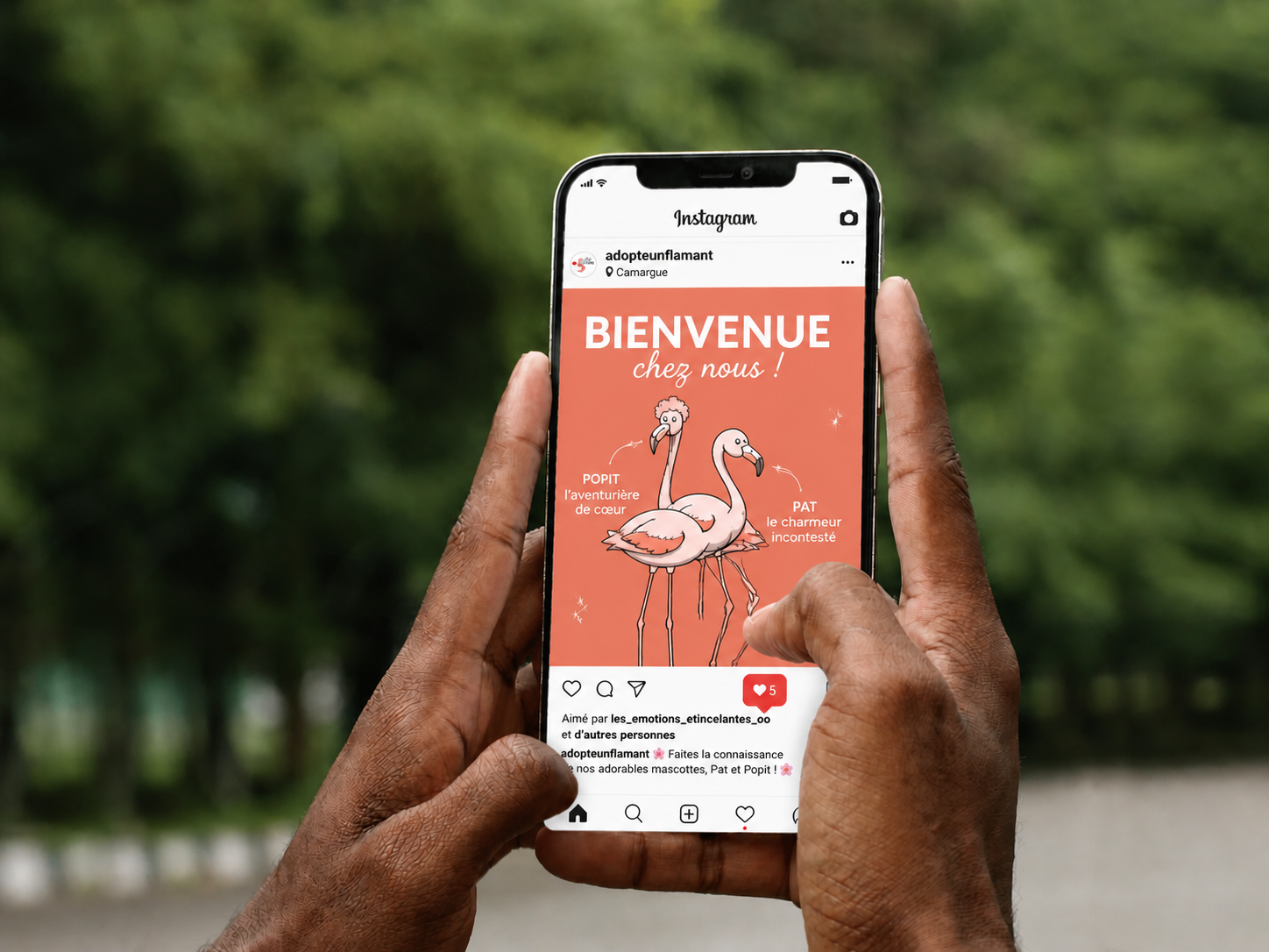 Adopte un flamant