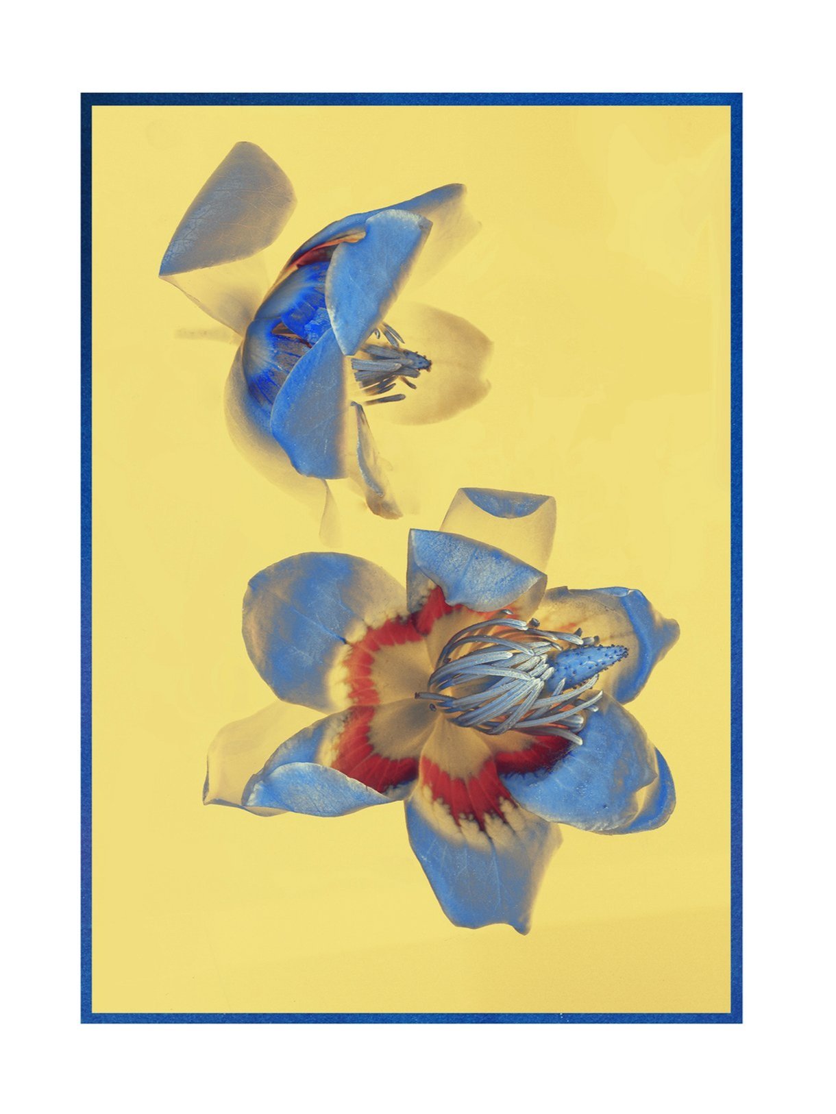 +Card+leaf+yellow+and+blue+10x6.5.jpg