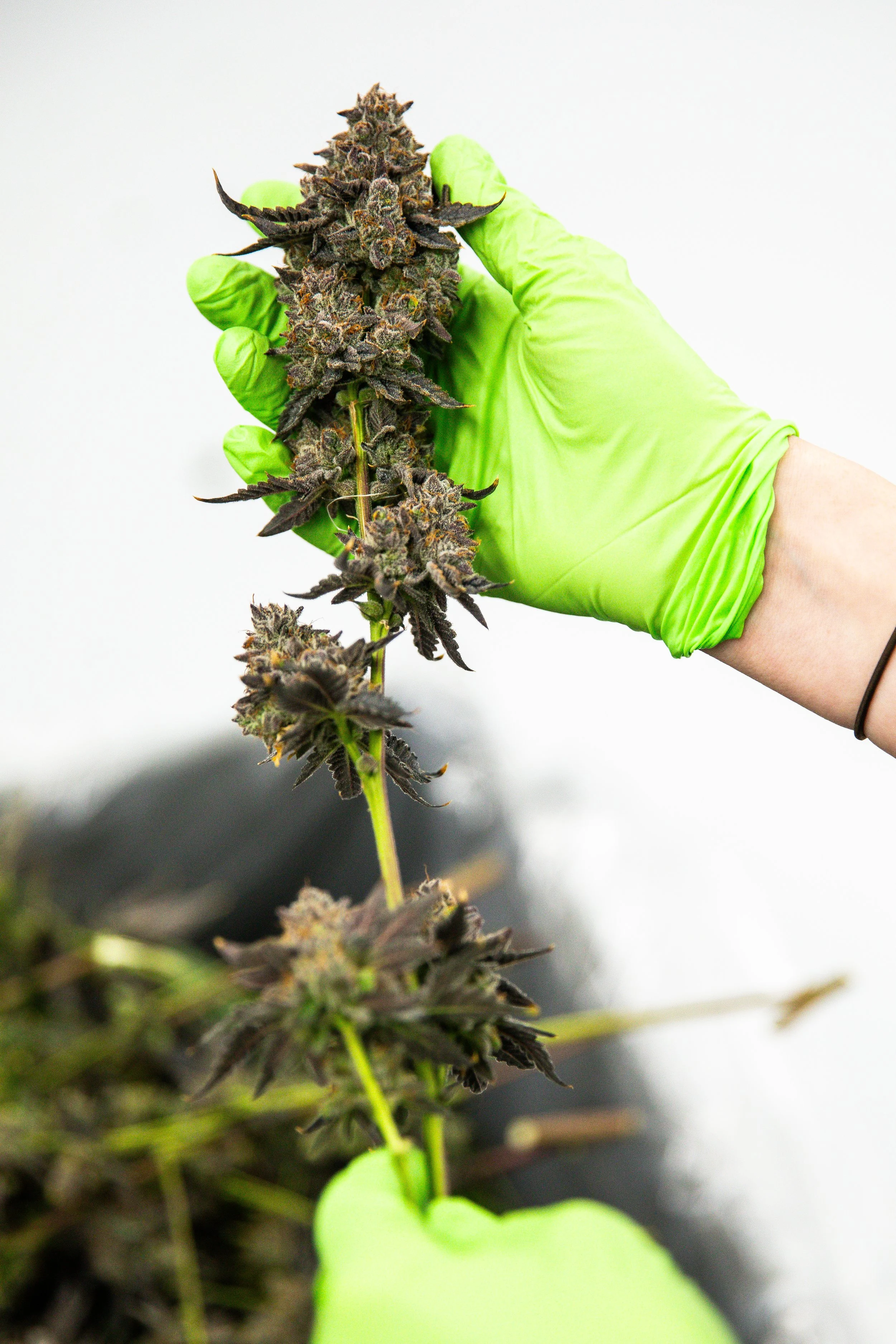 Person wearing green gloves holding a cannabis plant