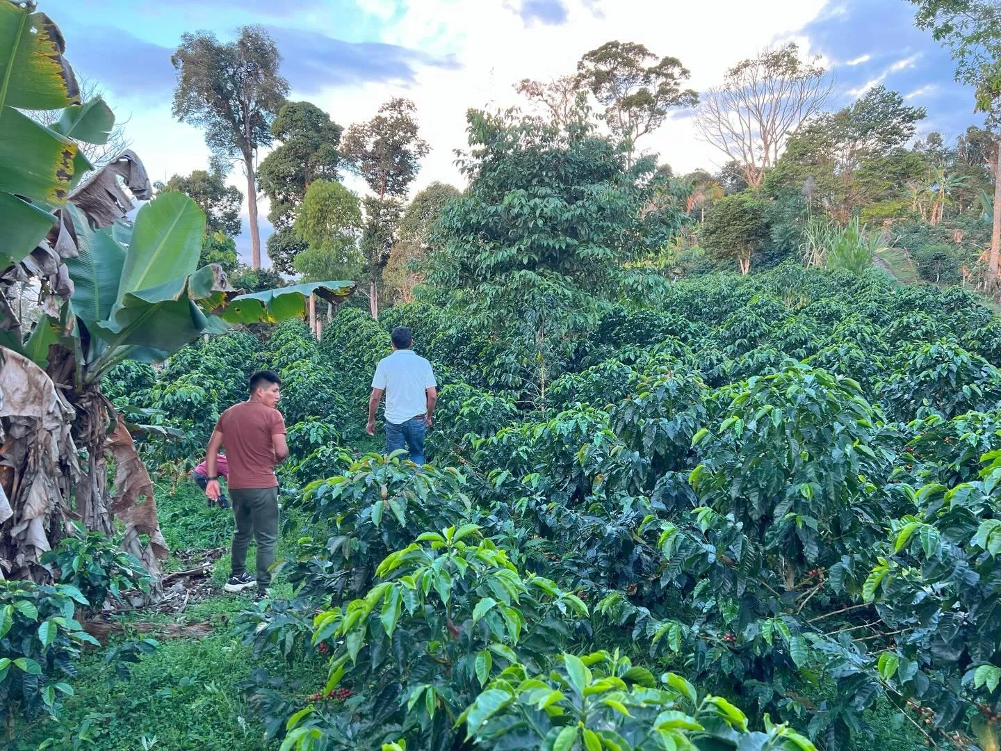 New Coffee!

Peru Finca de la Cruz &mdash; Cesar Cotera de la Cuz Bautista

This one comes from a really remote part of Ucayali, right where the Andes start to drop into the Amazon. Sourced by the homies at @sancristocafe and shoutout to them for bri