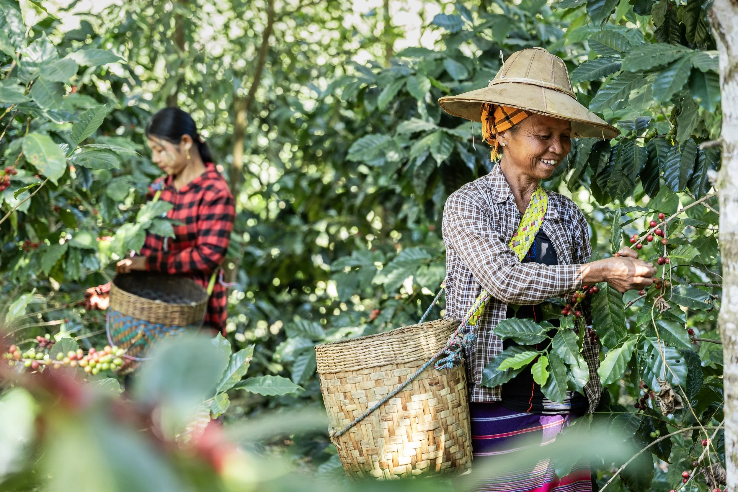 Harvesting Cherries in the Early Morning.jpg