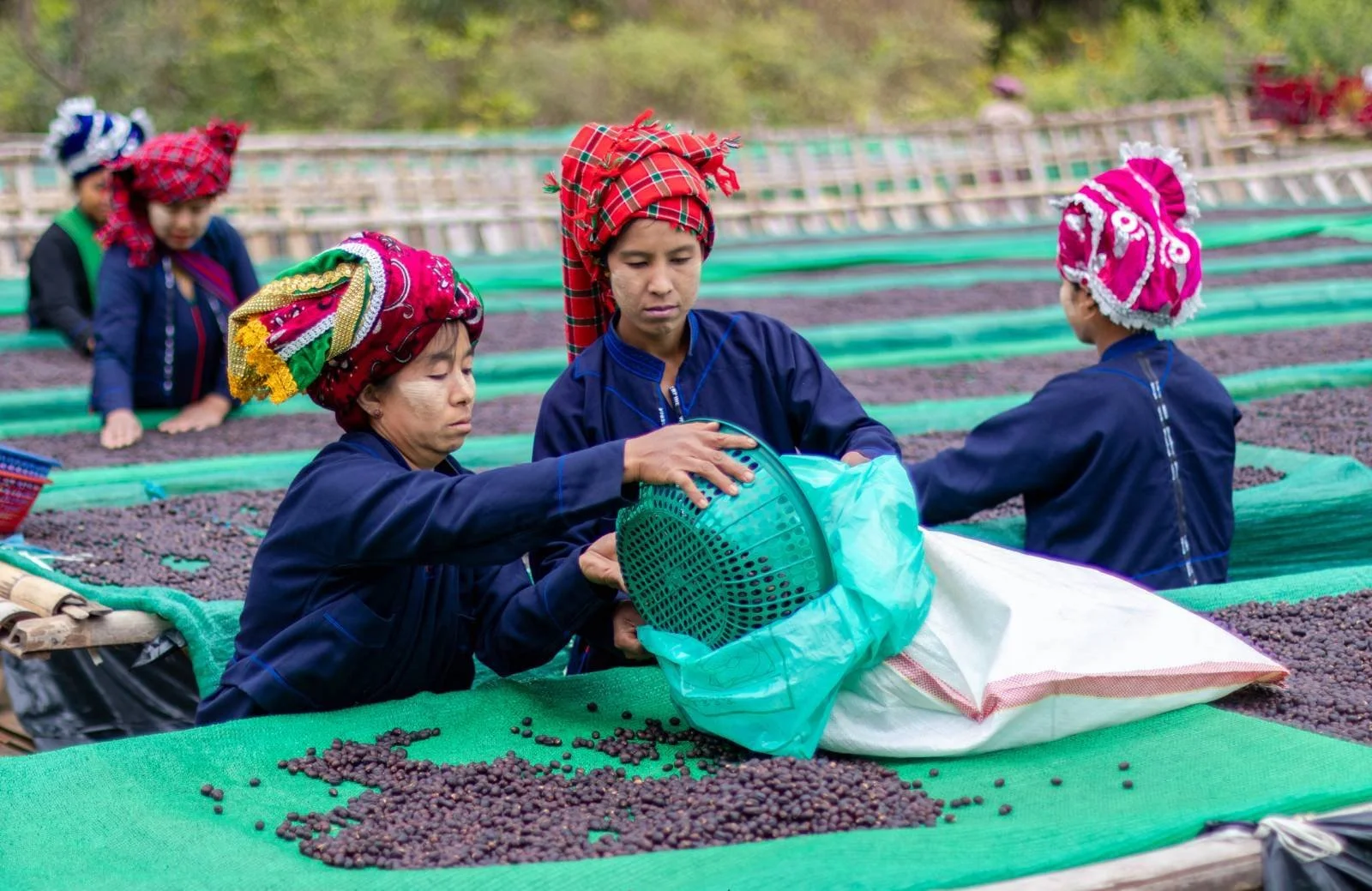 Dried Cherries Going Straight into GrainPros.jpg