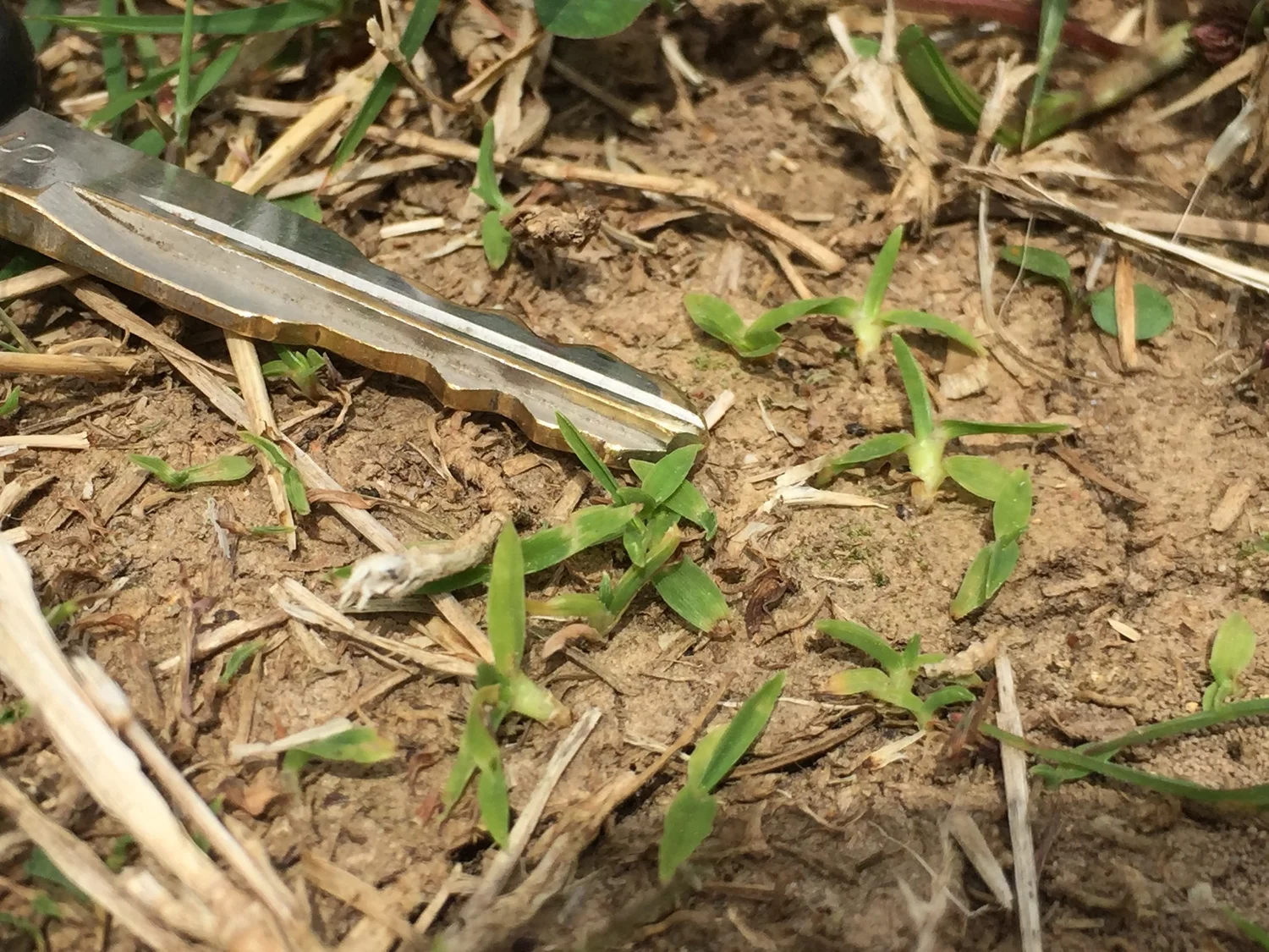 Factsheets — UT Turfgrass Weeds
