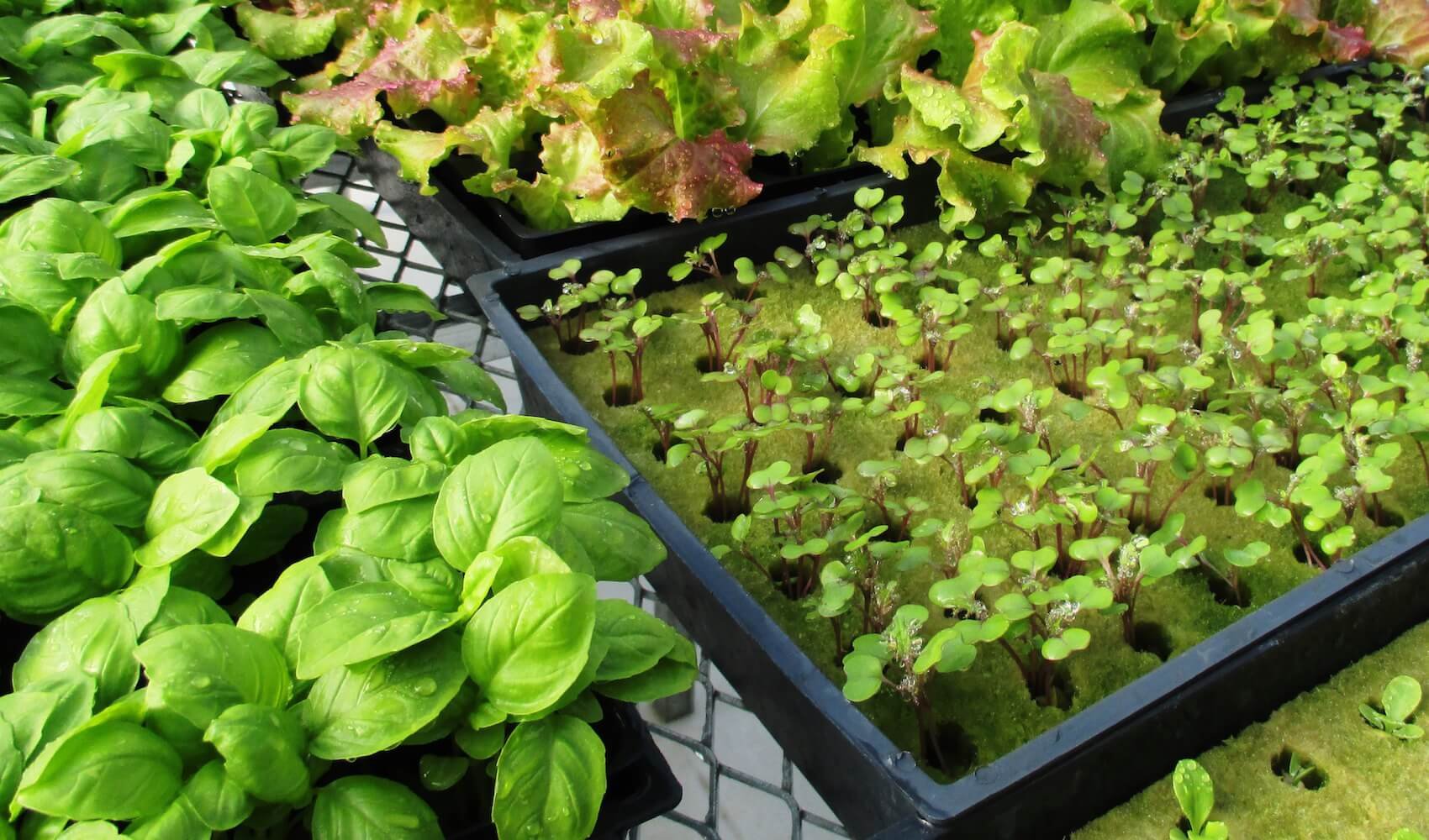 translanting-seedlings2.jpeg