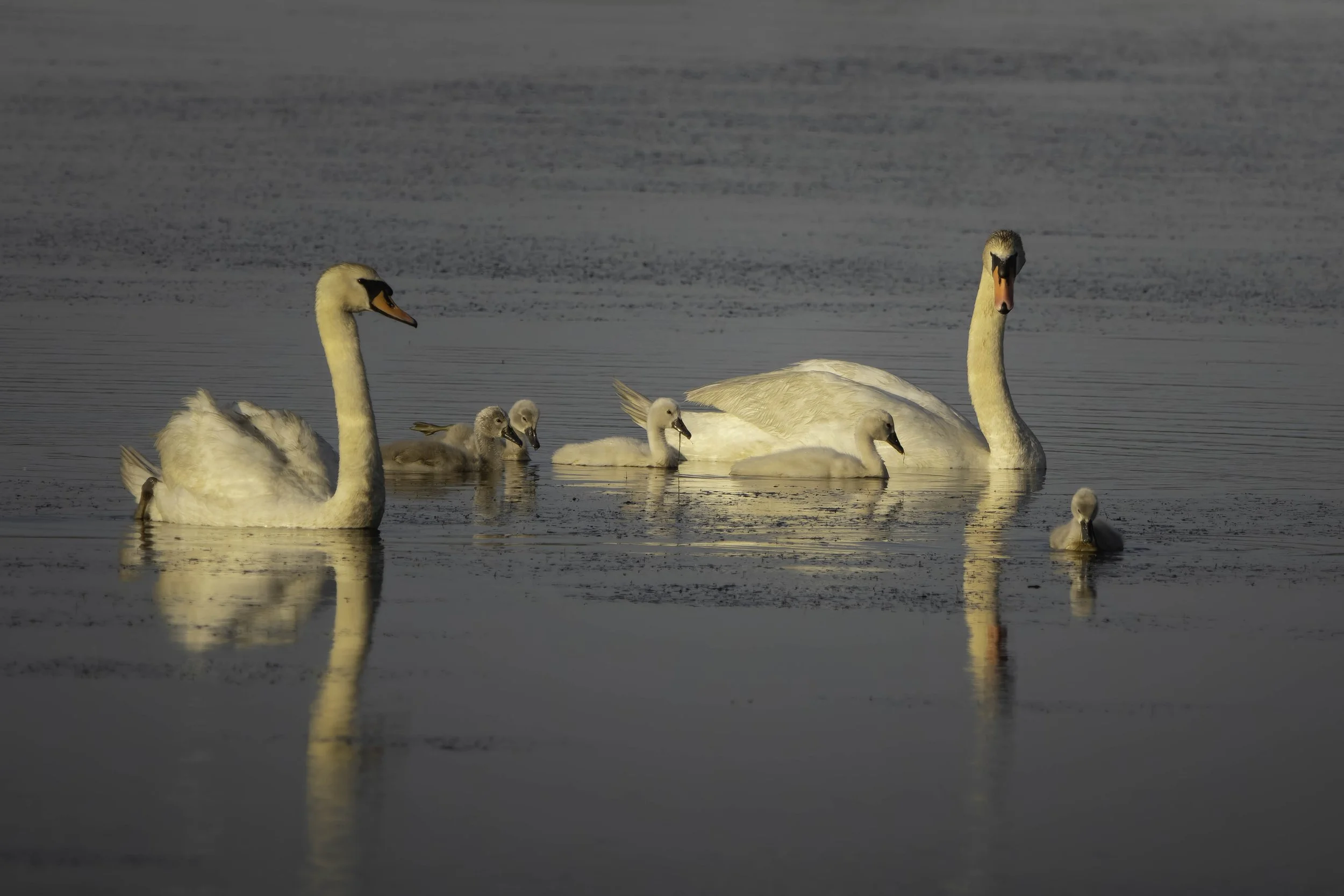 DSC09373-DxO_DeepPRIME XD2s_XD.jpg