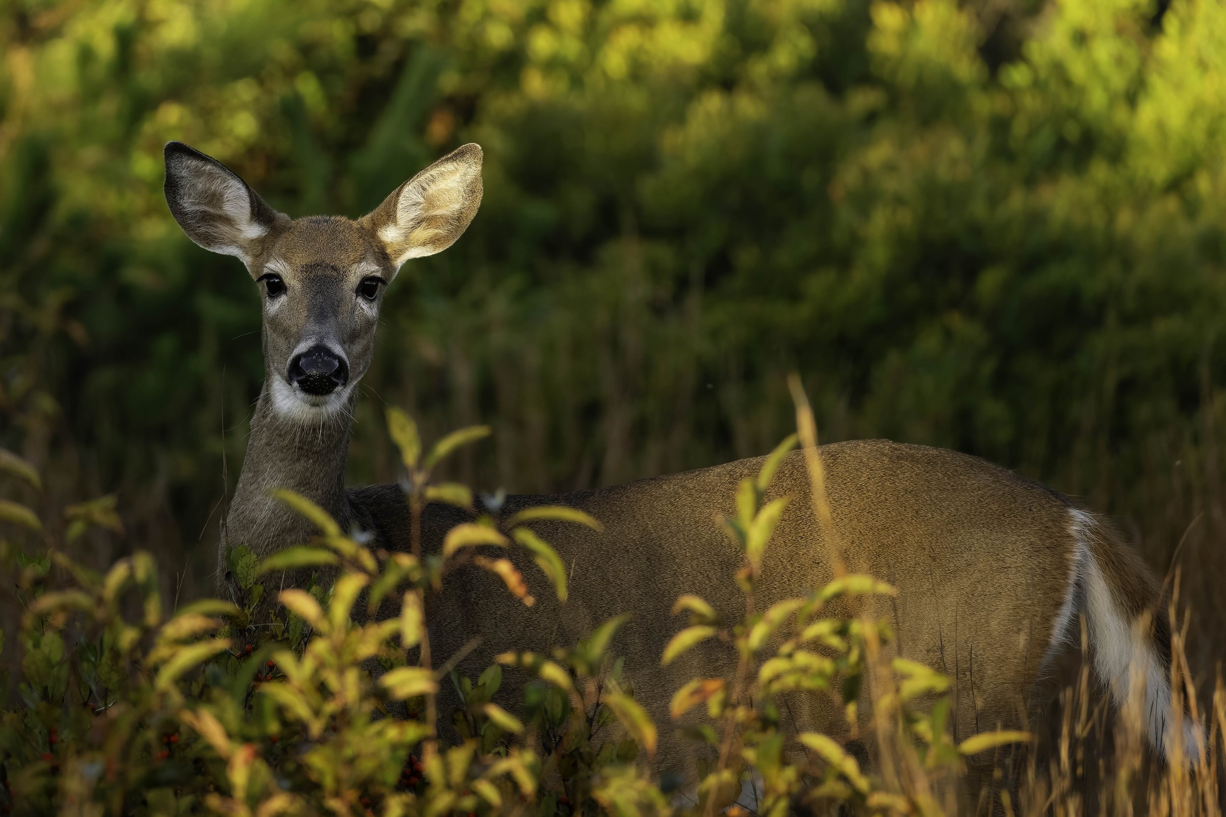 DSC00161-DxO_DeepPRIME XD2s_XD.jpg